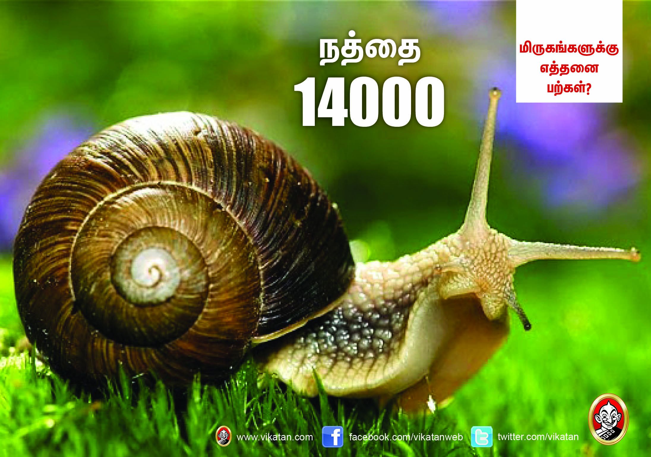 சிங்கம் 30... நாய் 42... மிருகங்களுக்கு எத்தனை பற்கள்? #VikatanPhotoCards சிங்கம் 30... நாய் 42... மிருகங்களுக்கு எத்தனை பற்கள்? #VikatanPhotoCards