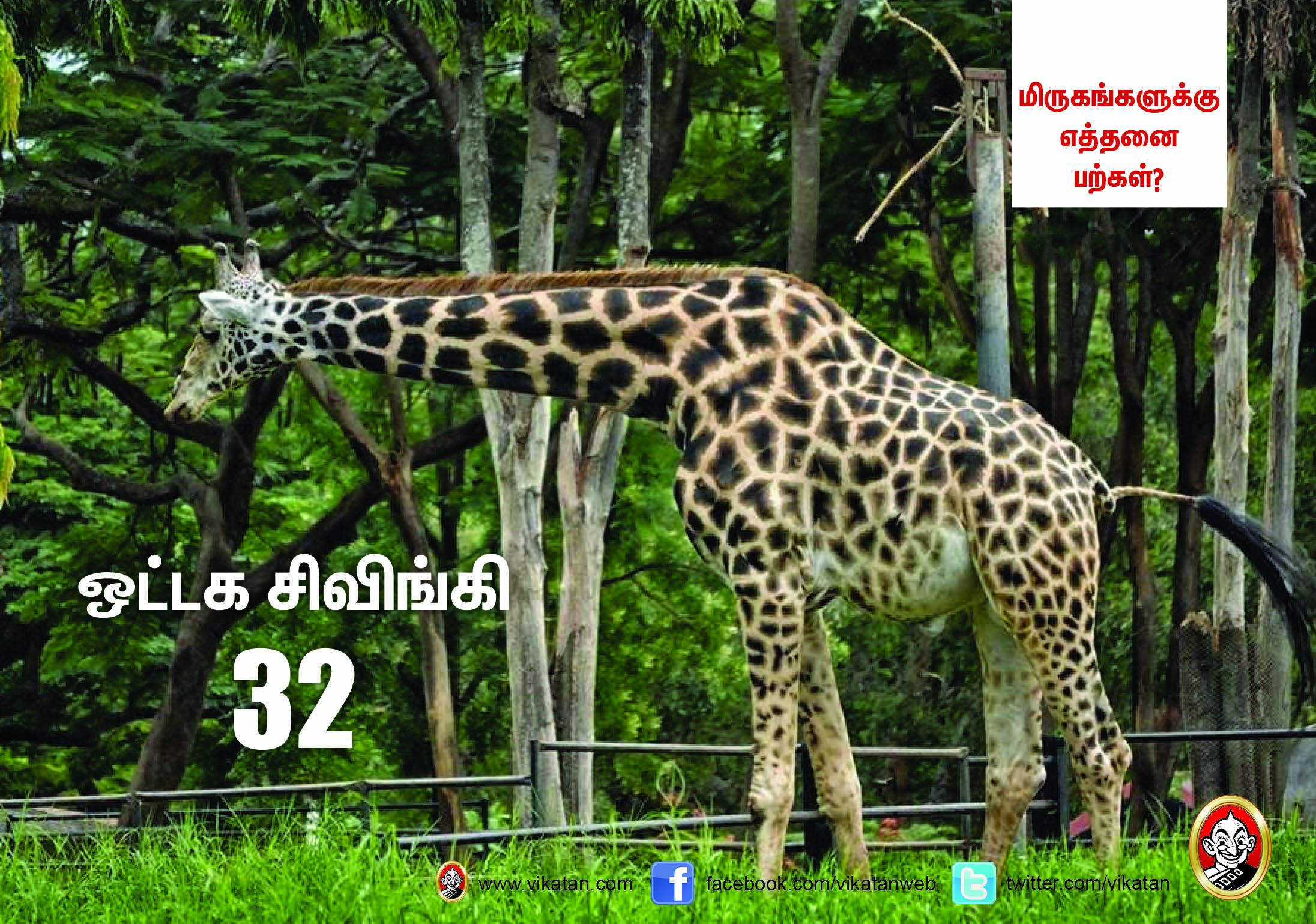 சிங்கம் 30... நாய் 42... மிருகங்களுக்கு எத்தனை பற்கள்? #VikatanPhotoCards சிங்கம் 30... நாய் 42... மிருகங்களுக்கு எத்தனை பற்கள்? #VikatanPhotoCards