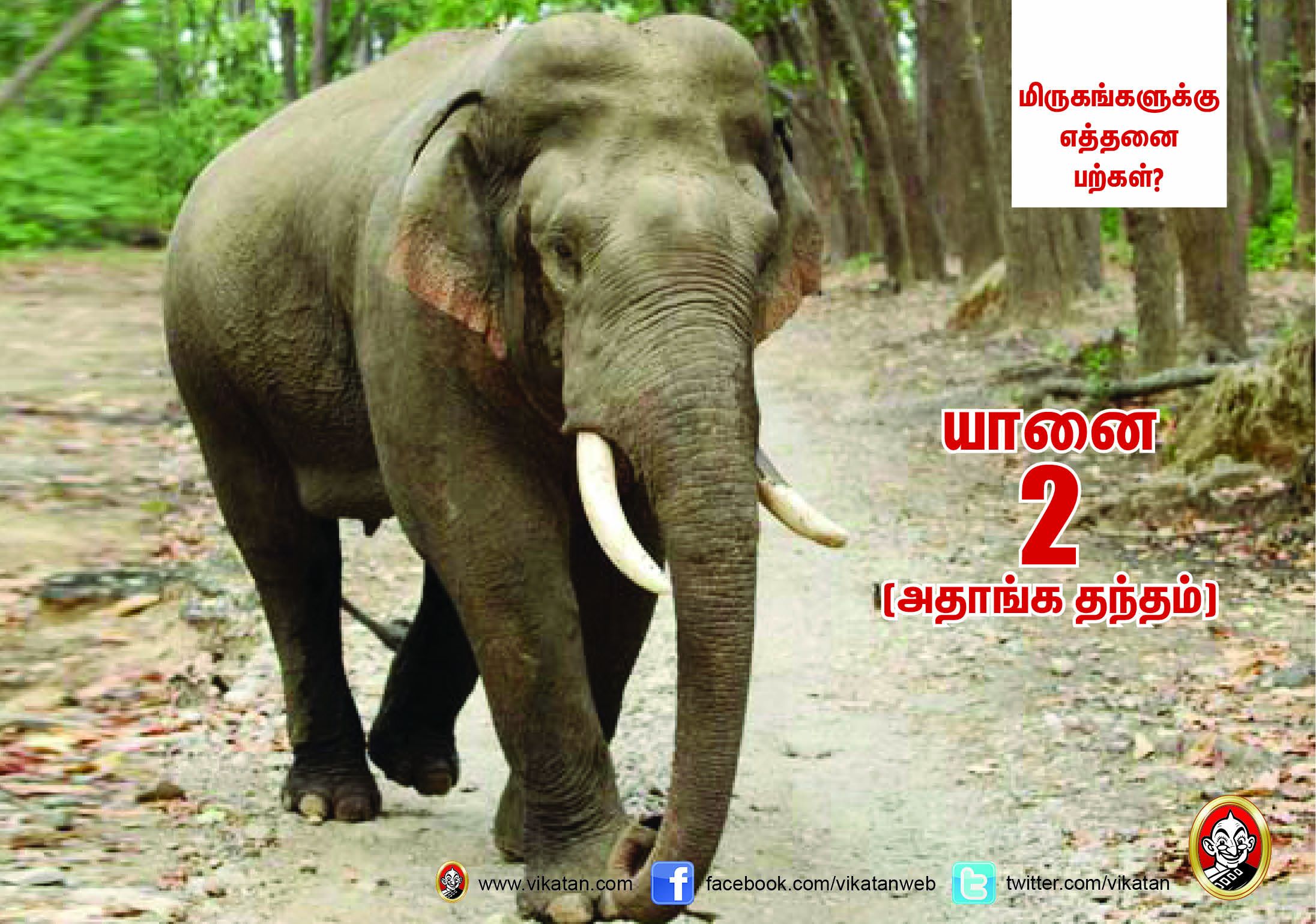 சிங்கம் 30... நாய் 42... மிருகங்களுக்கு எத்தனை பற்கள்? #VikatanPhotoCards சிங்கம் 30... நாய் 42... மிருகங்களுக்கு எத்தனை பற்கள்? #VikatanPhotoCards