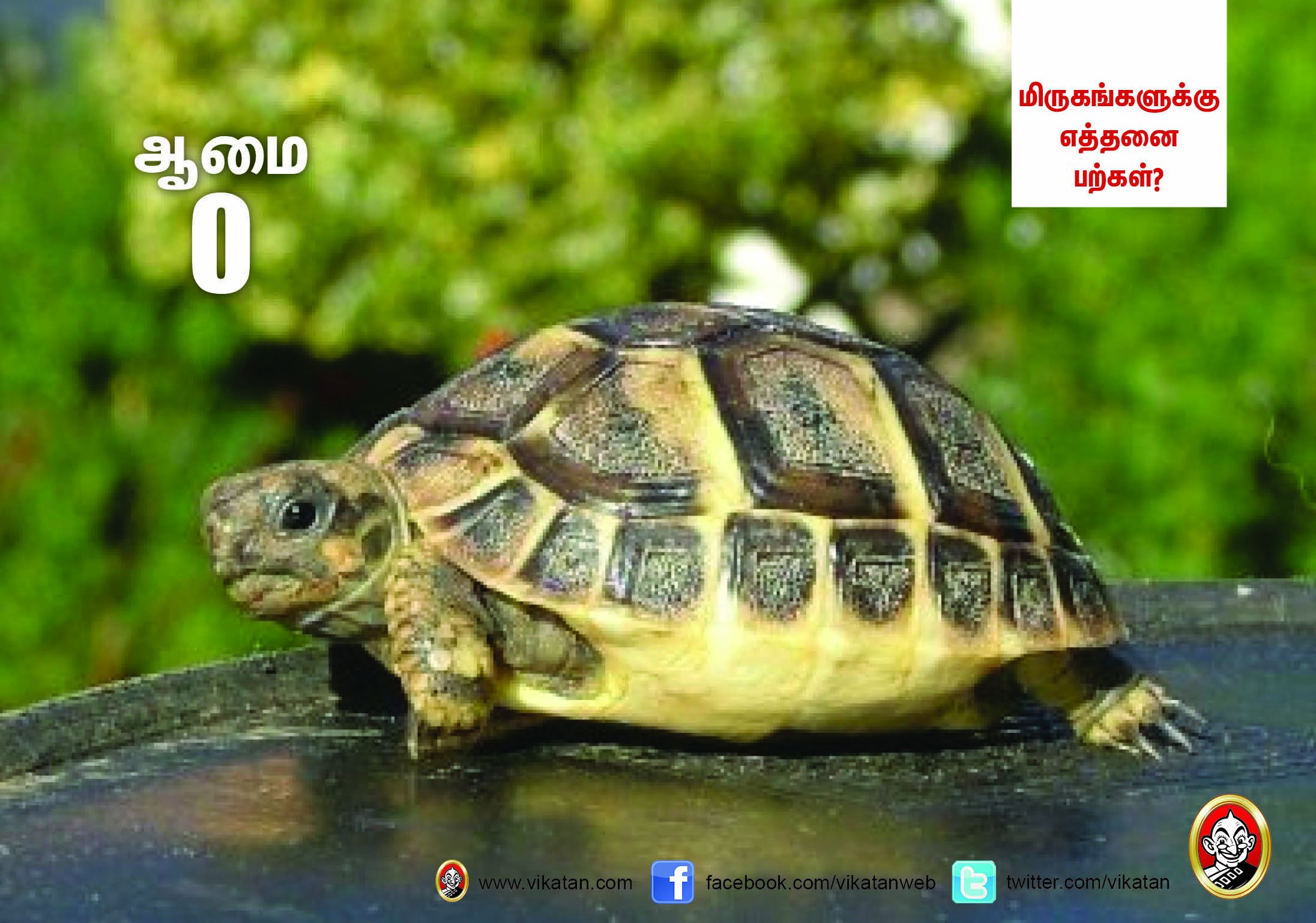 சிங்கம் 30... நாய் 42... மிருகங்களுக்கு எத்தனை பற்கள்? #VikatanPhotoCards சிங்கம் 30... நாய் 42... மிருகங்களுக்கு எத்தனை பற்கள்? #VikatanPhotoCards