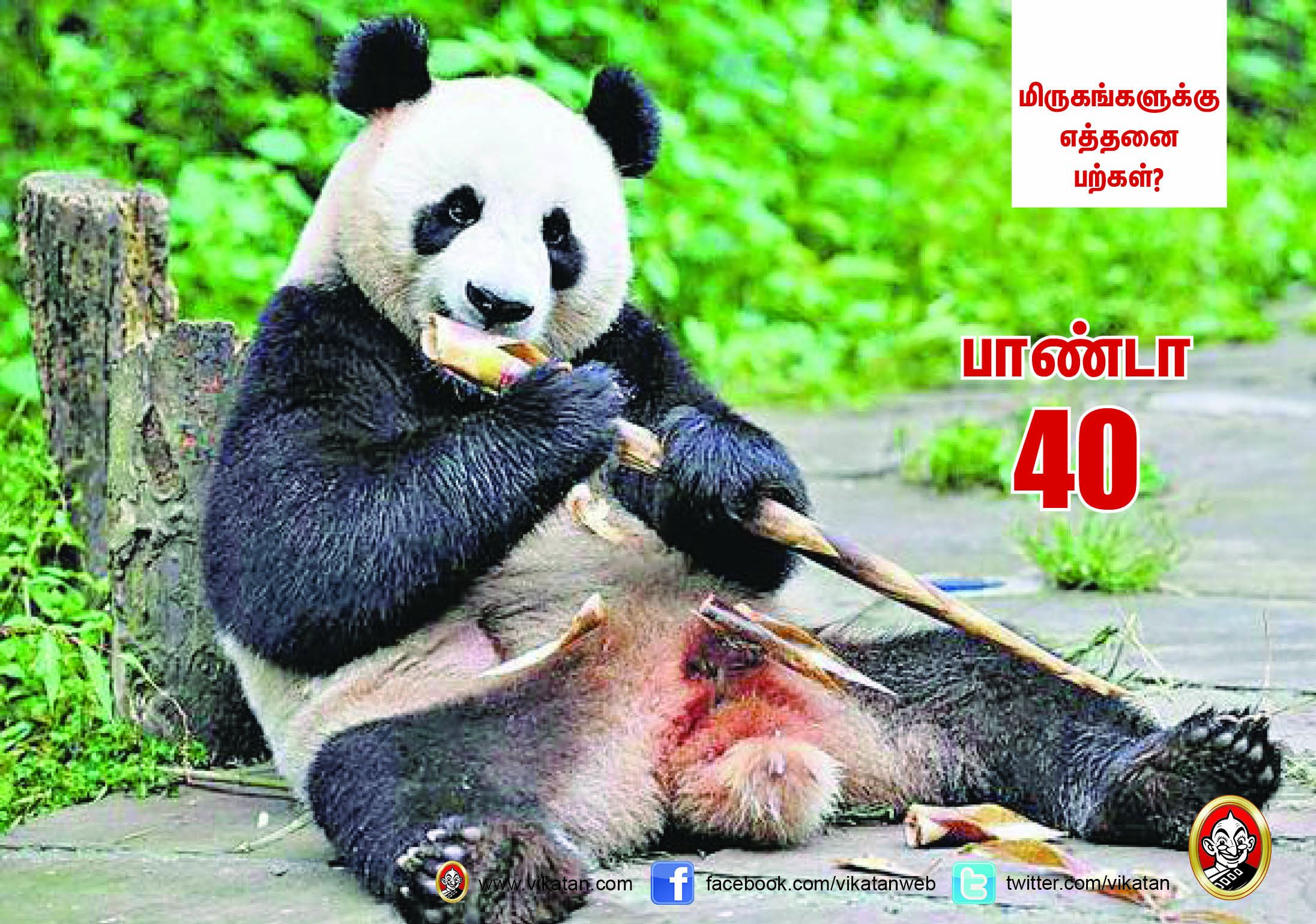 சிங்கம் 30... நாய் 42... மிருகங்களுக்கு எத்தனை பற்கள்? #VikatanPhotoCards சிங்கம் 30... நாய் 42... மிருகங்களுக்கு எத்தனை பற்கள்? #VikatanPhotoCards