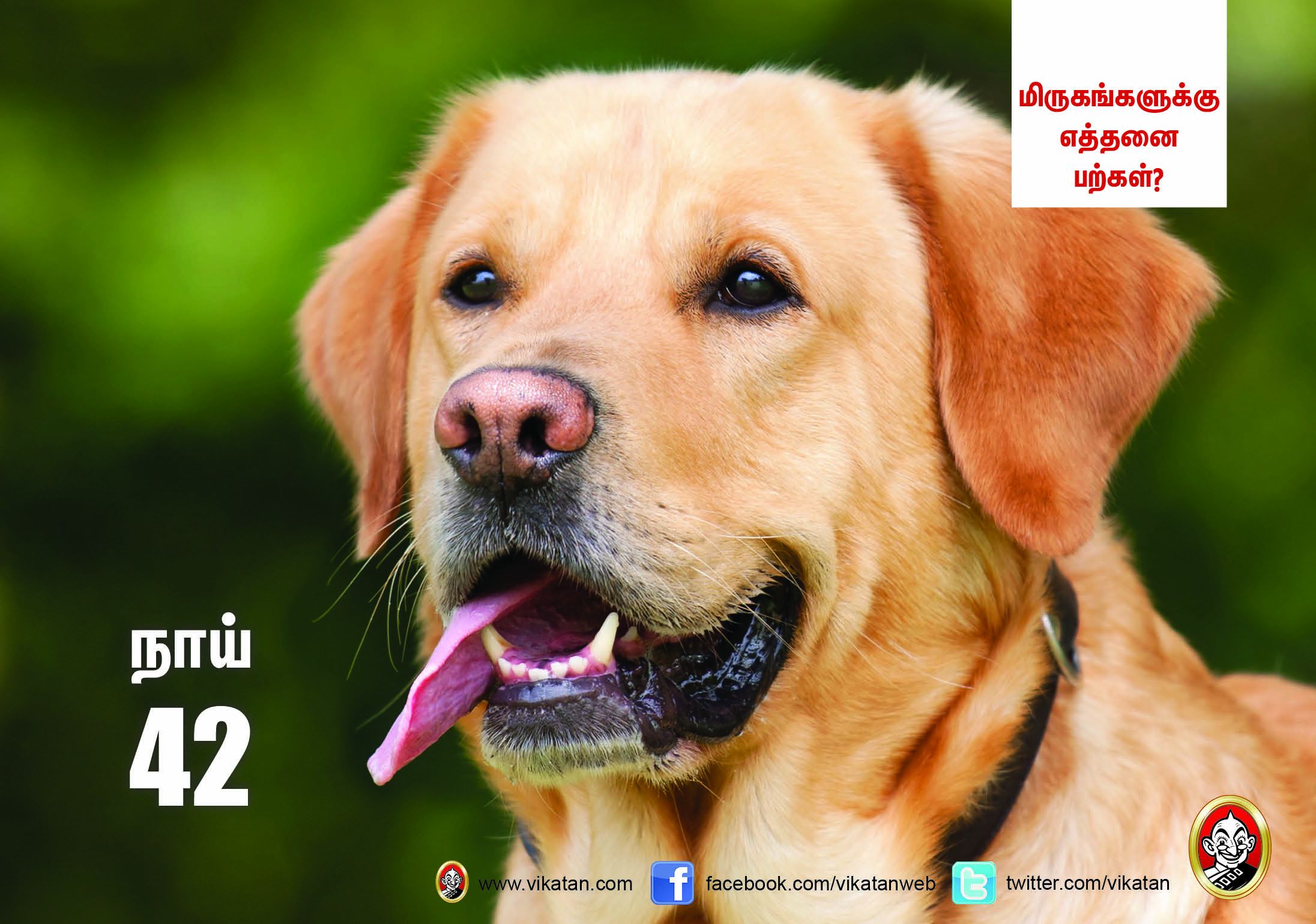 சிங்கம் 30... நாய் 42... மிருகங்களுக்கு எத்தனை பற்கள்? #VikatanPhotoCards சிங்கம் 30... நாய் 42... மிருகங்களுக்கு எத்தனை பற்கள்? #VikatanPhotoCards