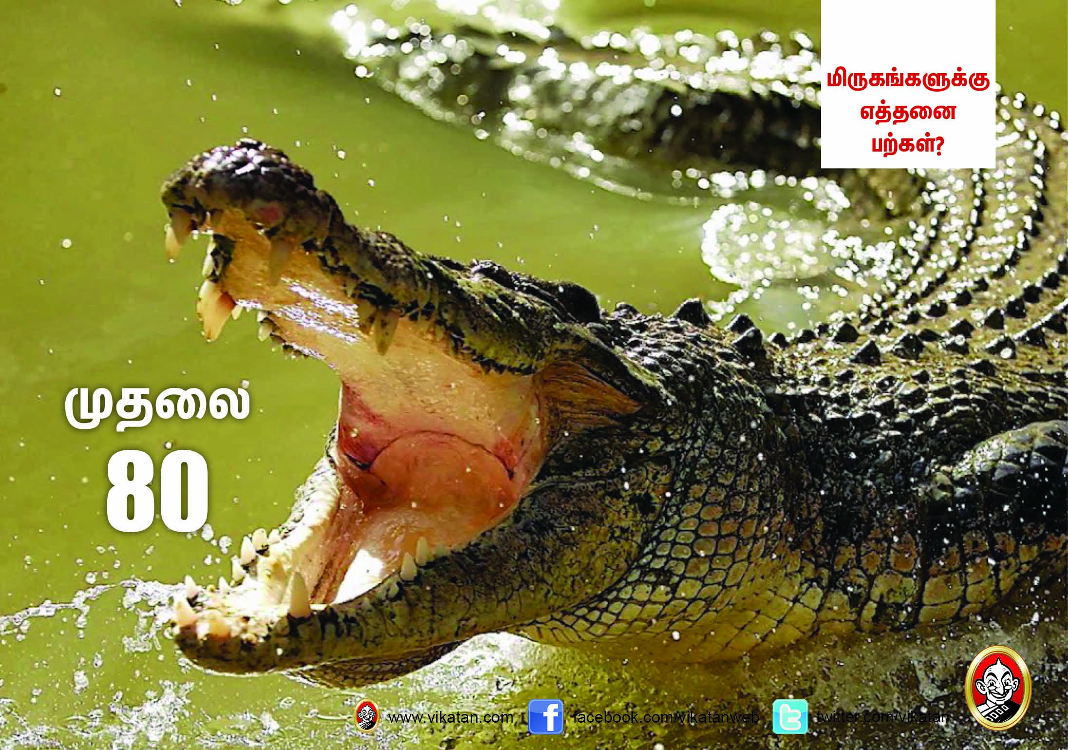 சிங்கம் 30... நாய் 42... மிருகங்களுக்கு எத்தனை பற்கள்? #VikatanPhotoCards சிங்கம் 30... நாய் 42... மிருகங்களுக்கு எத்தனை பற்கள்? #VikatanPhotoCards
