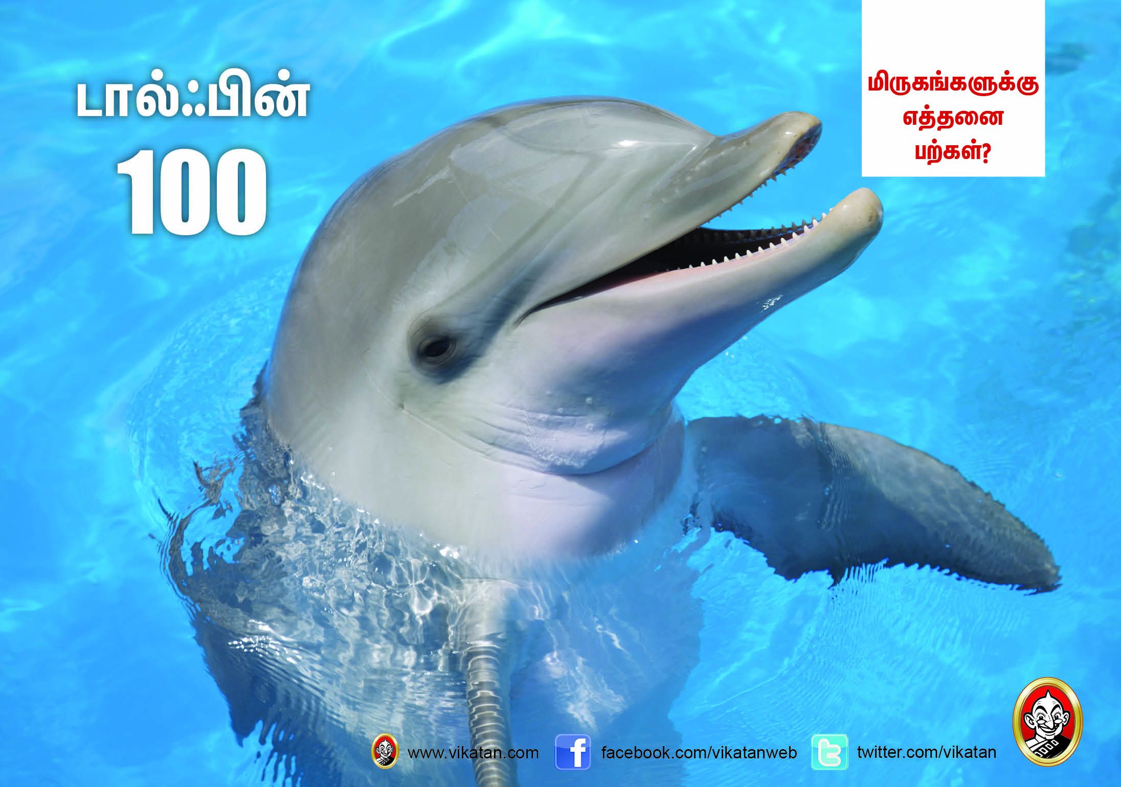 சிங்கம் 30... நாய் 42... மிருகங்களுக்கு எத்தனை பற்கள்? #VikatanPhotoCards சிங்கம் 30... நாய் 42... மிருகங்களுக்கு எத்தனை பற்கள்? #VikatanPhotoCards