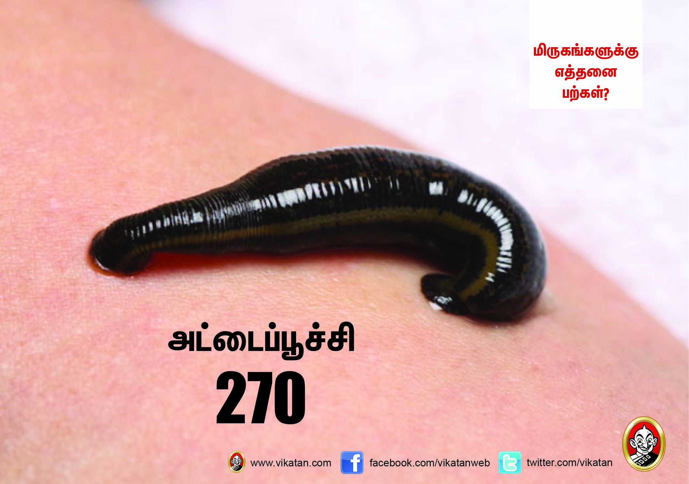 சிங்கம் 30... நாய் 42... மிருகங்களுக்கு எத்தனை பற்கள்? #VikatanPhotoCards சிங்கம் 30... நாய் 42... மிருகங்களுக்கு எத்தனை பற்கள்? #VikatanPhotoCards