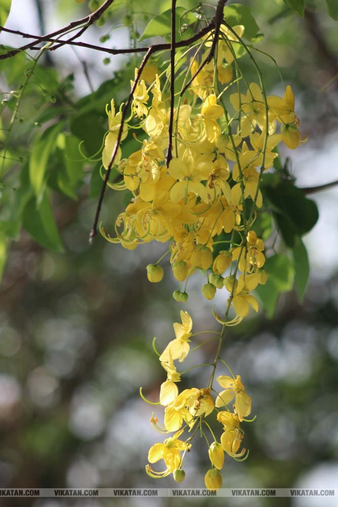 பார்க்க ரசிக்க... வேடந்தாங்கல் பறவைகள் சரணாலயம்... படங்கள் - அஜீத் கண்ணன், பாரத் பார்க்க ரசிக்க... வேடந்தாங்கல் பறவைகள் சரணாலயம்... படங்கள் - அஜீத் கண்ணன், பாரத்
