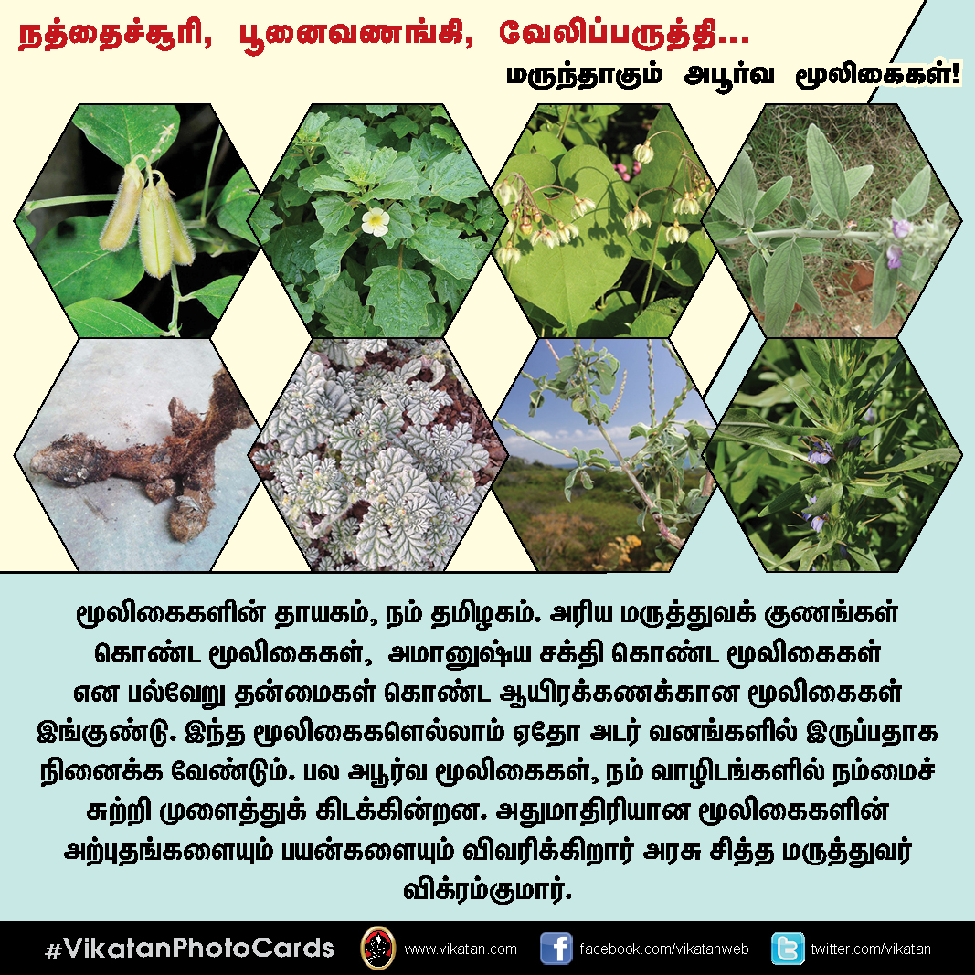 நத்தைச்சூரி, பூனைவணங்கி, வேலிப்பருத்தி... மருந்தாகும் அபூர்வ மூலிகைகள்! #VikatanPhotoCards நத்தைச்சூரி, பூனைவணங்கி, வேலிப்பருத்தி... மருந்தாகும் அபூர்வ மூலிகைகள்! #VikatanPhotoCards
