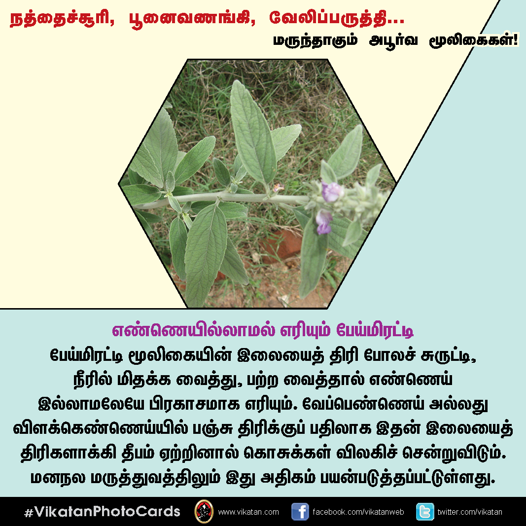 நத்தைச்சூரி, பூனைவணங்கி, வேலிப்பருத்தி... மருந்தாகும் அபூர்வ மூலிகைகள்! #VikatanPhotoCards நத்தைச்சூரி, பூனைவணங்கி, வேலிப்பருத்தி... மருந்தாகும் அபூர்வ மூலிகைகள்! #VikatanPhotoCards