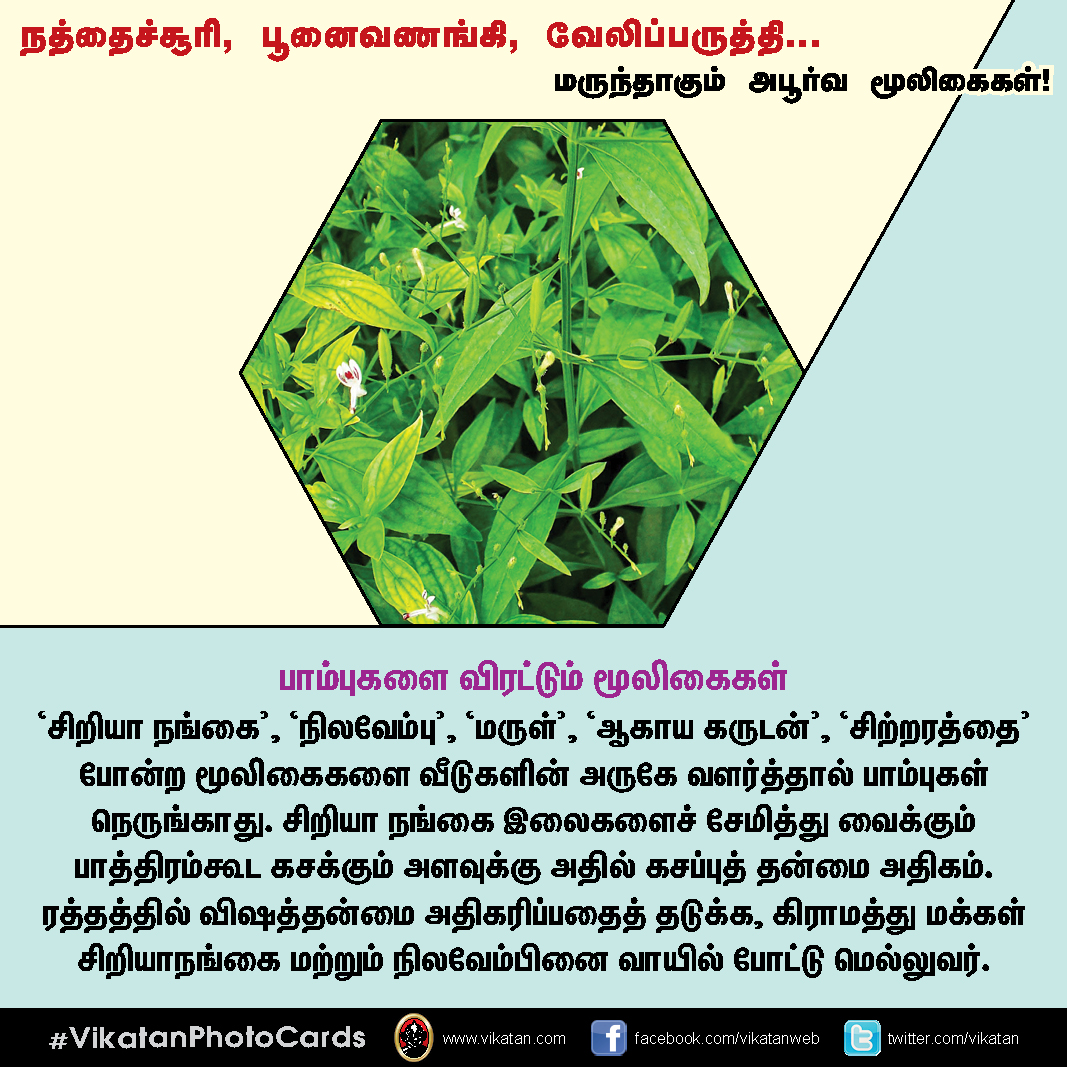 நத்தைச்சூரி, பூனைவணங்கி, வேலிப்பருத்தி... மருந்தாகும் அபூர்வ மூலிகைகள்! #VikatanPhotoCards நத்தைச்சூரி, பூனைவணங்கி, வேலிப்பருத்தி... மருந்தாகும் அபூர்வ மூலிகைகள்! #VikatanPhotoCards