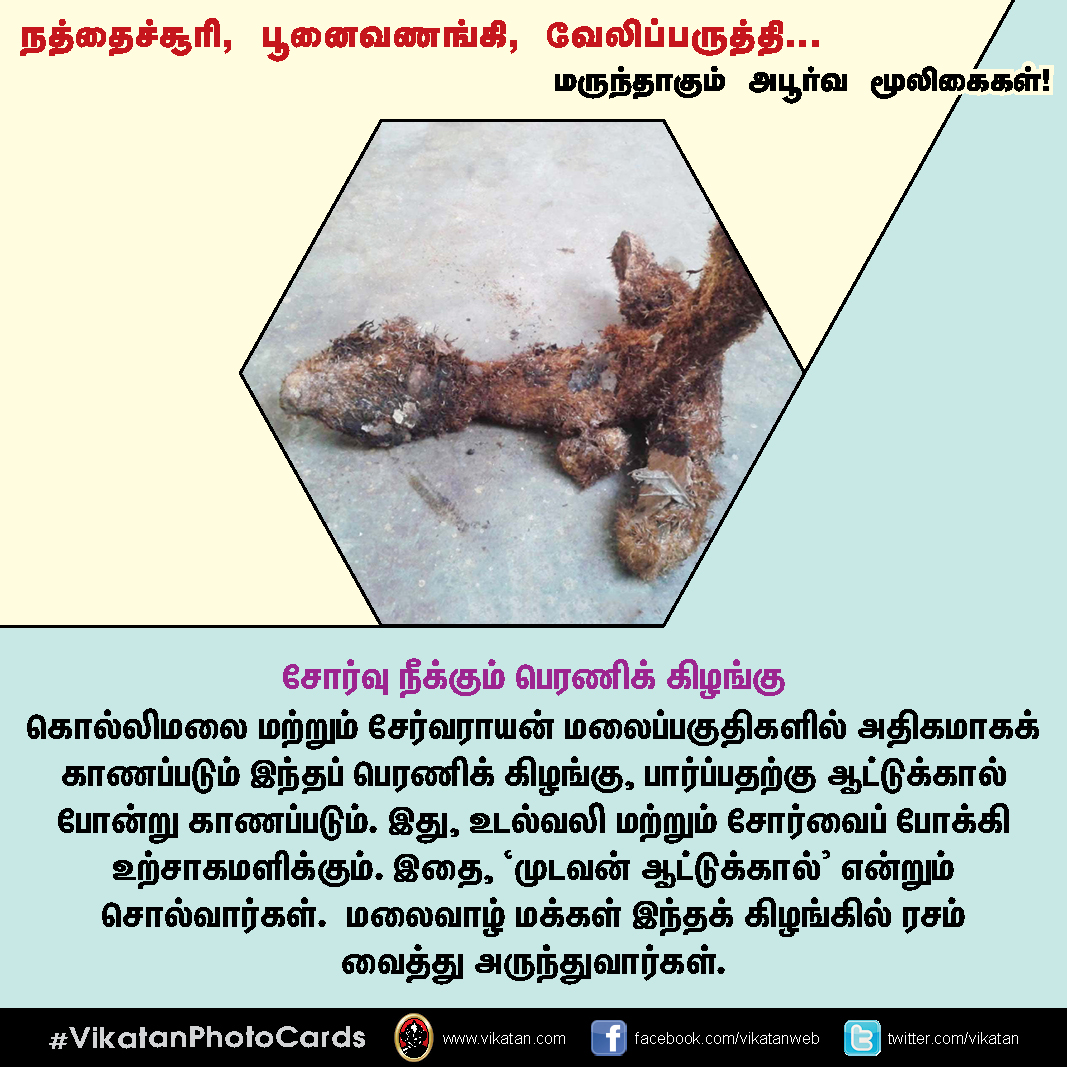 நத்தைச்சூரி, பூனைவணங்கி, வேலிப்பருத்தி... மருந்தாகும் அபூர்வ மூலிகைகள்! #VikatanPhotoCards நத்தைச்சூரி, பூனைவணங்கி, வேலிப்பருத்தி... மருந்தாகும் அபூர்வ மூலிகைகள்! #VikatanPhotoCards