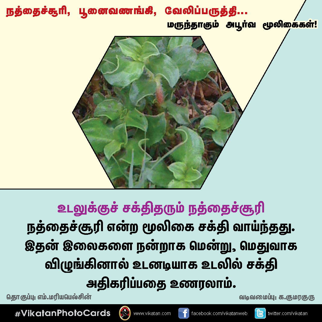 நத்தைச்சூரி, பூனைவணங்கி, வேலிப்பருத்தி... மருந்தாகும் அபூர்வ மூலிகைகள்! #VikatanPhotoCards நத்தைச்சூரி, பூனைவணங்கி, வேலிப்பருத்தி... மருந்தாகும் அபூர்வ மூலிகைகள்! #VikatanPhotoCards