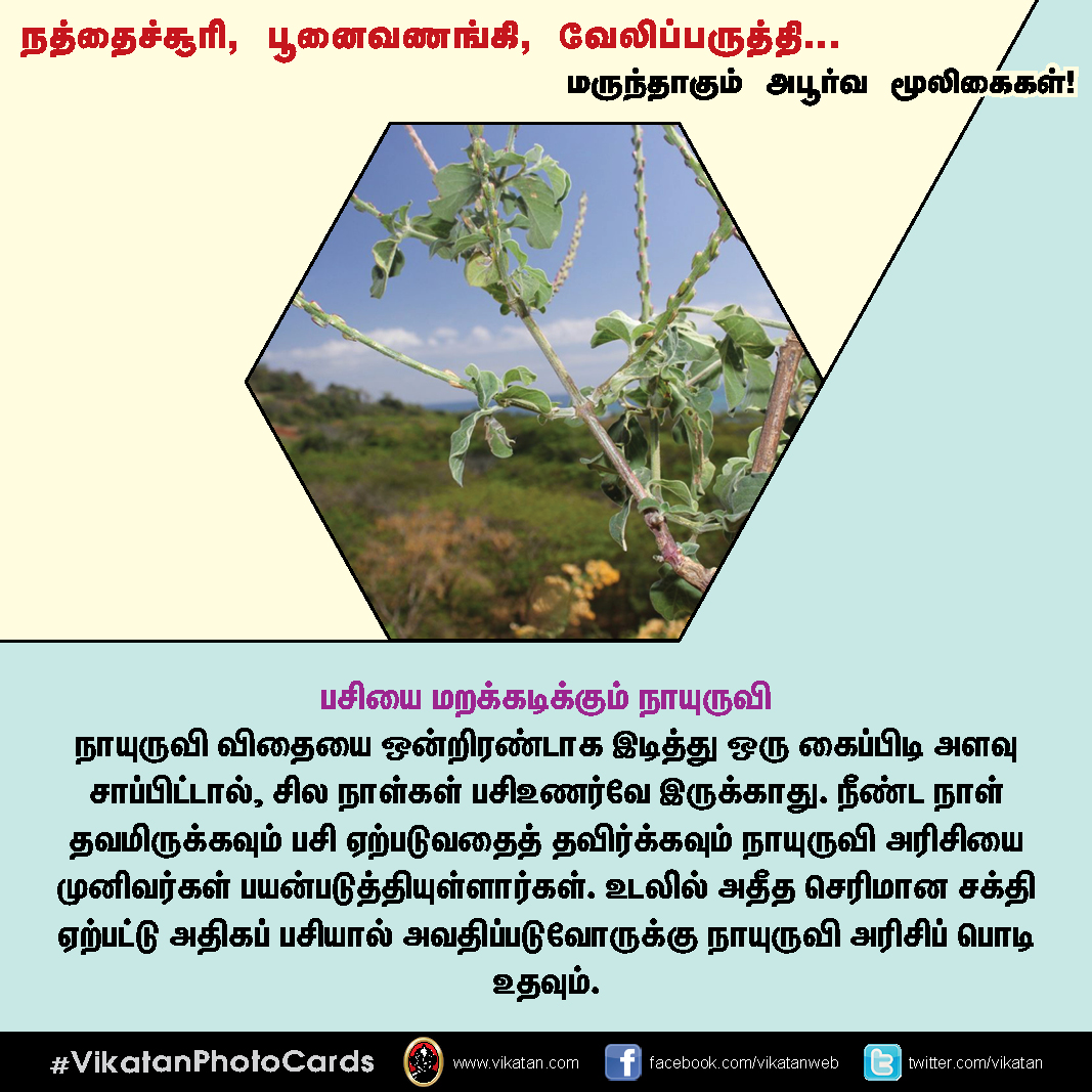 நத்தைச்சூரி, பூனைவணங்கி, வேலிப்பருத்தி... மருந்தாகும் அபூர்வ மூலிகைகள்! #VikatanPhotoCards நத்தைச்சூரி, பூனைவணங்கி, வேலிப்பருத்தி... மருந்தாகும் அபூர்வ மூலிகைகள்! #VikatanPhotoCards