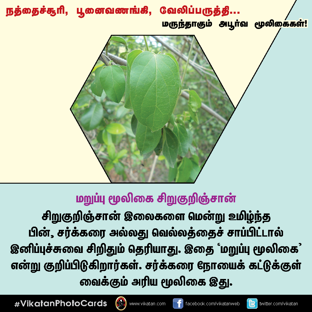 நத்தைச்சூரி, பூனைவணங்கி, வேலிப்பருத்தி... மருந்தாகும் அபூர்வ மூலிகைகள்! #VikatanPhotoCards நத்தைச்சூரி, பூனைவணங்கி, வேலிப்பருத்தி... மருந்தாகும் அபூர்வ மூலிகைகள்! #VikatanPhotoCards