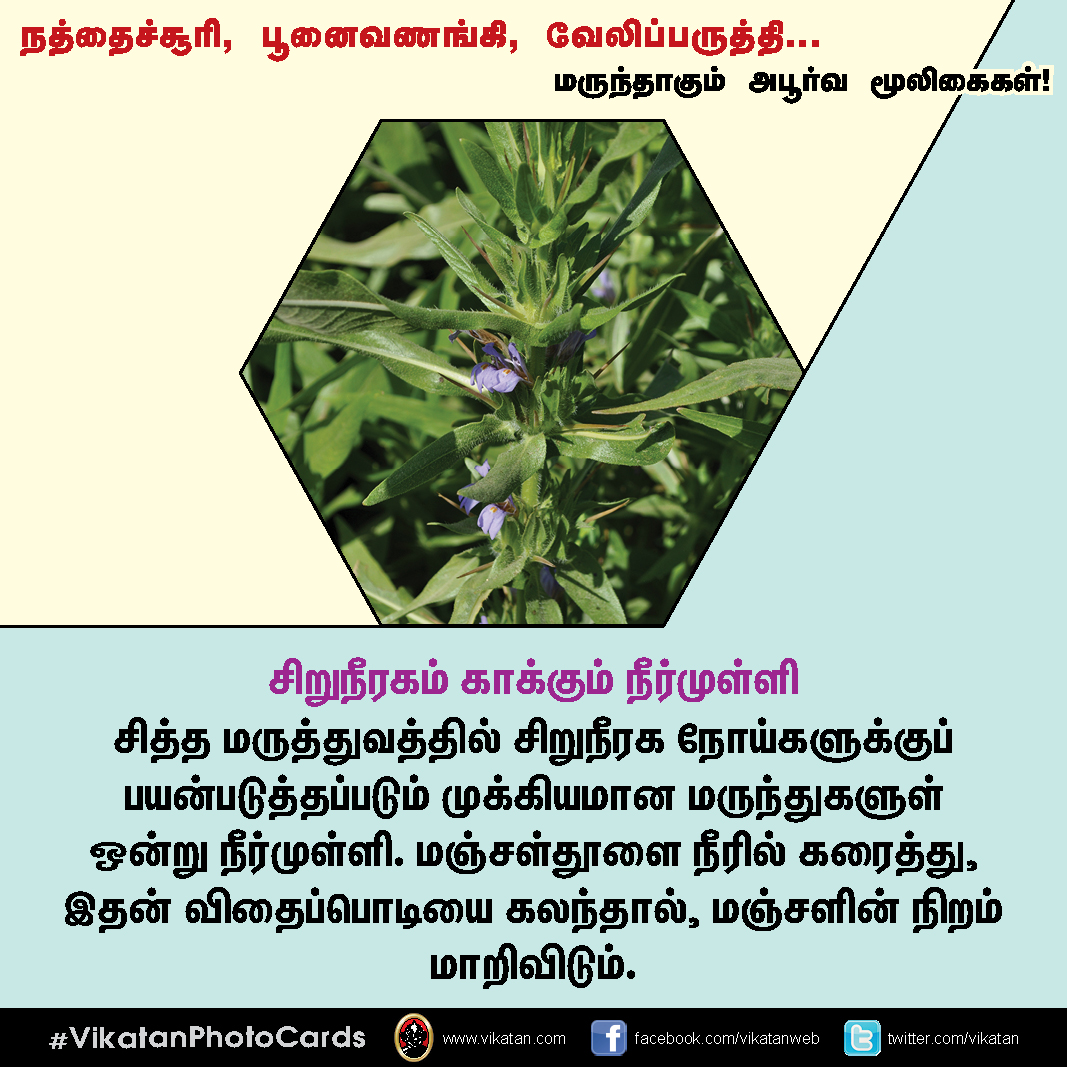 நத்தைச்சூரி, பூனைவணங்கி, வேலிப்பருத்தி... மருந்தாகும் அபூர்வ மூலிகைகள்! #VikatanPhotoCards நத்தைச்சூரி, பூனைவணங்கி, வேலிப்பருத்தி... மருந்தாகும் அபூர்வ மூலிகைகள்! #VikatanPhotoCards