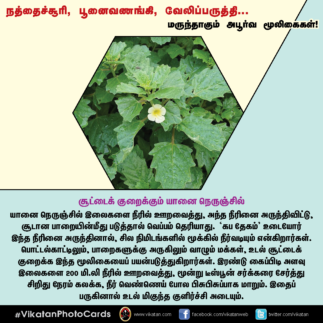 நத்தைச்சூரி, பூனைவணங்கி, வேலிப்பருத்தி... மருந்தாகும் அபூர்வ மூலிகைகள்! #VikatanPhotoCards நத்தைச்சூரி, பூனைவணங்கி, வேலிப்பருத்தி... மருந்தாகும் அபூர்வ மூலிகைகள்! #VikatanPhotoCards