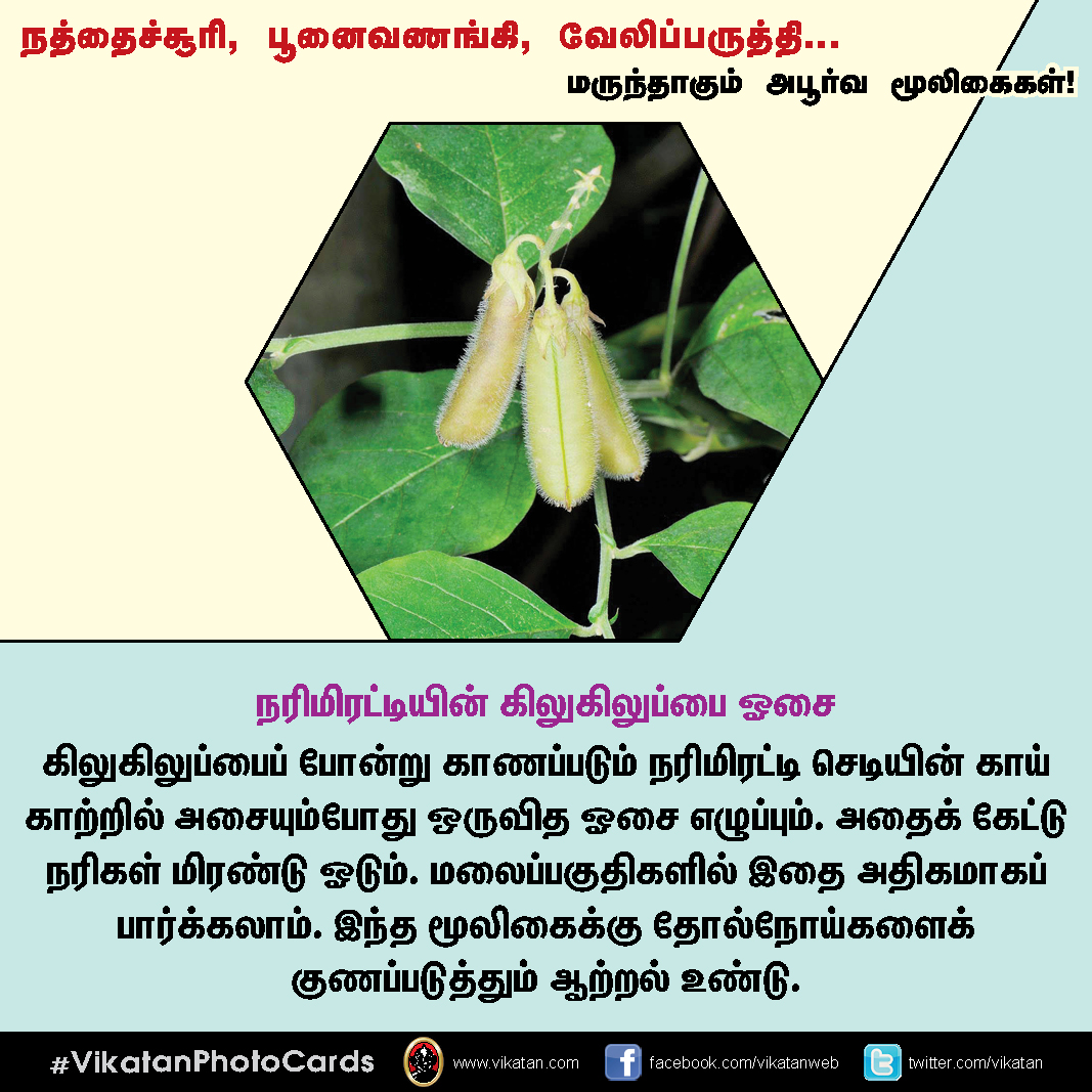 நத்தைச்சூரி, பூனைவணங்கி, வேலிப்பருத்தி... மருந்தாகும் அபூர்வ மூலிகைகள்! #VikatanPhotoCards நத்தைச்சூரி, பூனைவணங்கி, வேலிப்பருத்தி... மருந்தாகும் அபூர்வ மூலிகைகள்! #VikatanPhotoCards