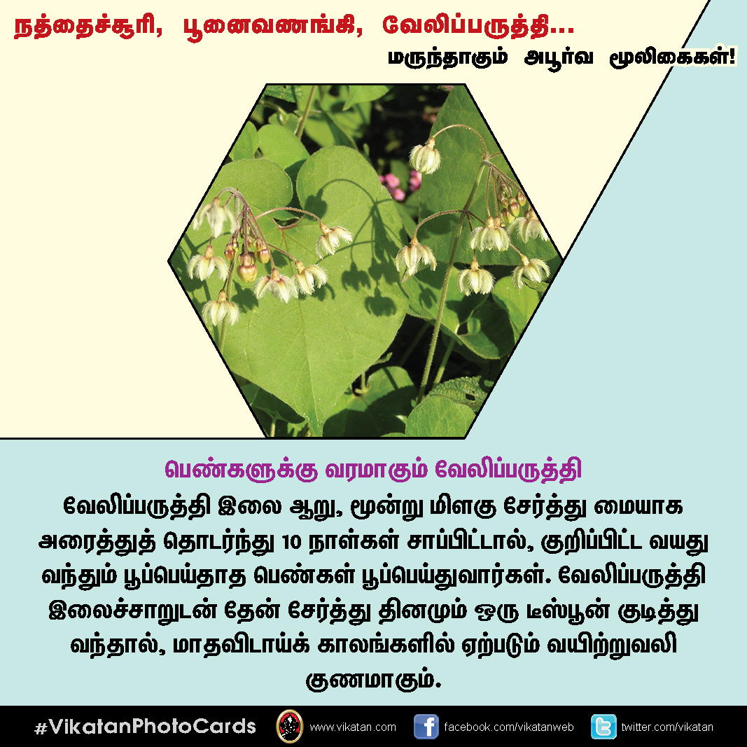 நத்தைச்சூரி, பூனைவணங்கி, வேலிப்பருத்தி... மருந்தாகும் அபூர்வ மூலிகைகள்! #VikatanPhotoCards நத்தைச்சூரி, பூனைவணங்கி, வேலிப்பருத்தி... மருந்தாகும் அபூர்வ மூலிகைகள்! #VikatanPhotoCards