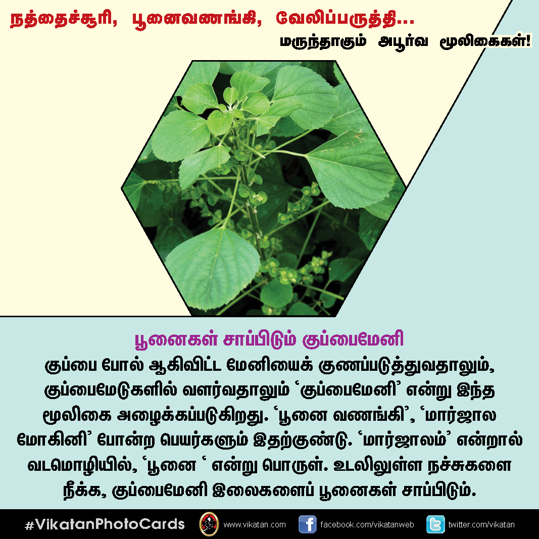 நத்தைச்சூரி, பூனைவணங்கி, வேலிப்பருத்தி... மருந்தாகும் அபூர்வ மூலிகைகள்! #VikatanPhotoCards நத்தைச்சூரி, பூனைவணங்கி, வேலிப்பருத்தி... மருந்தாகும் அபூர்வ மூலிகைகள்! #VikatanPhotoCards