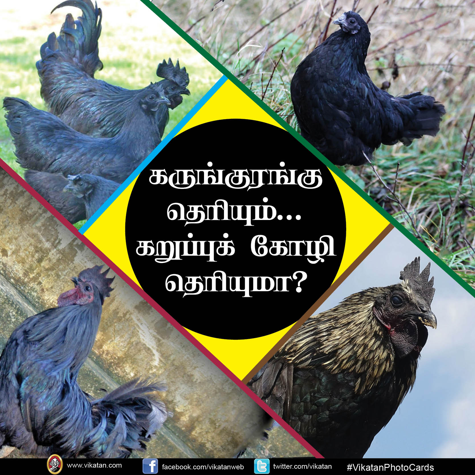 கருங்குரங்கு தெரியும்.. கறுப்புக் கோழி தெரியுமா? #VikatanPhotoCards கருங்குரங்கு தெரியும்.. கறுப்புக் கோழி தெரியுமா? #VikatanPhotoCards