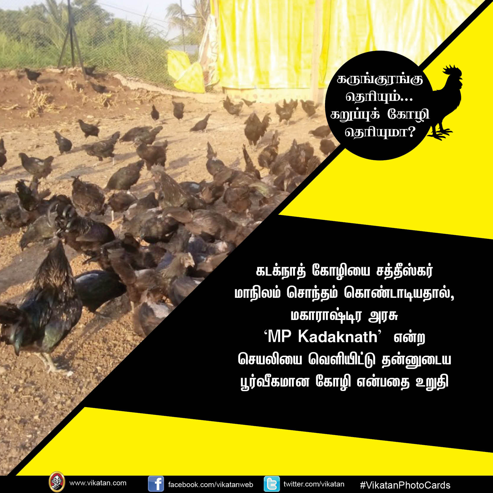 கருங்குரங்கு தெரியும்.. கறுப்புக் கோழி தெரியுமா? #VikatanPhotoCards கருங்குரங்கு தெரியும்.. கறுப்புக் கோழி தெரியுமா? #VikatanPhotoCards