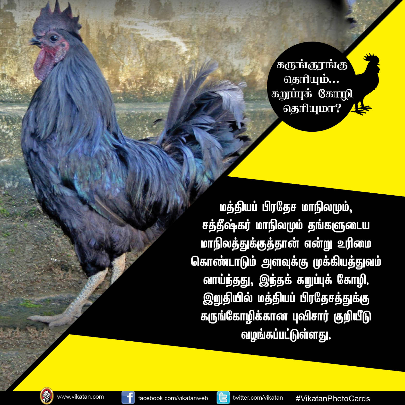 கருங்குரங்கு தெரியும்.. கறுப்புக் கோழி தெரியுமா? #VikatanPhotoCards கருங்குரங்கு தெரியும்.. கறுப்புக் கோழி தெரியுமா? #VikatanPhotoCards