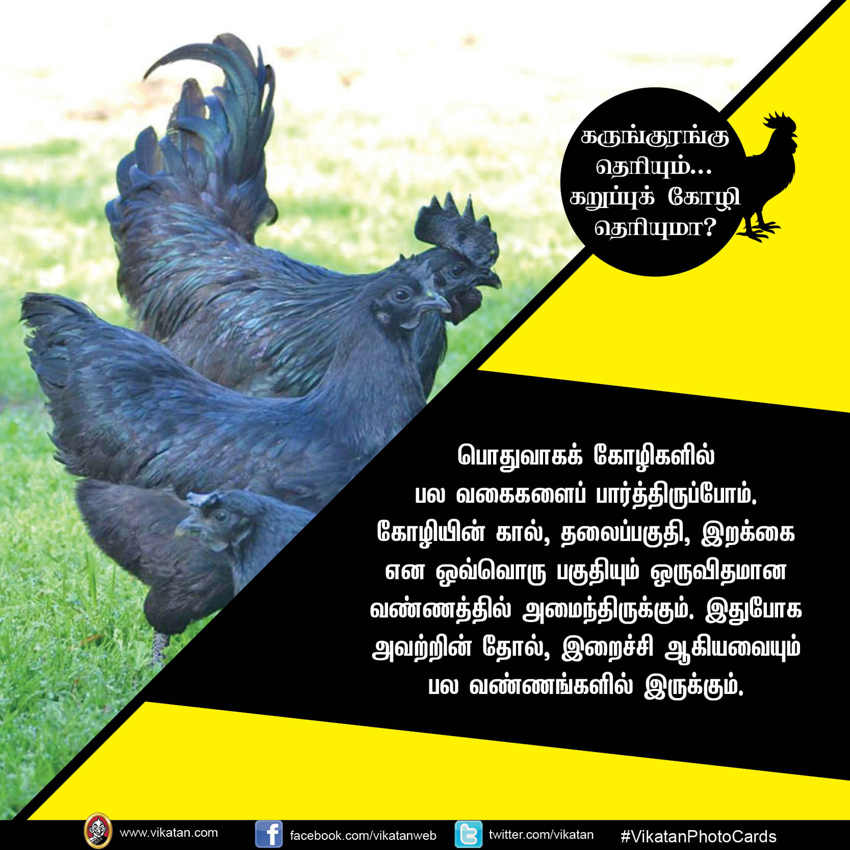 கருங்குரங்கு தெரியும்.. கறுப்புக் கோழி தெரியுமா? #VikatanPhotoCards கருங்குரங்கு தெரியும்.. கறுப்புக் கோழி தெரியுமா? #VikatanPhotoCards