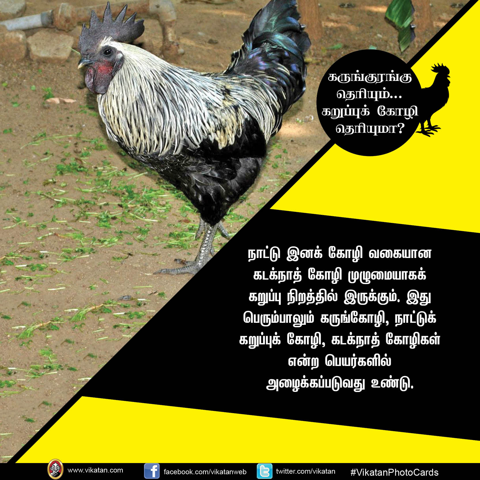 கருங்குரங்கு தெரியும்.. கறுப்புக் கோழி தெரியுமா? #VikatanPhotoCards கருங்குரங்கு தெரியும்.. கறுப்புக் கோழி தெரியுமா? #VikatanPhotoCards