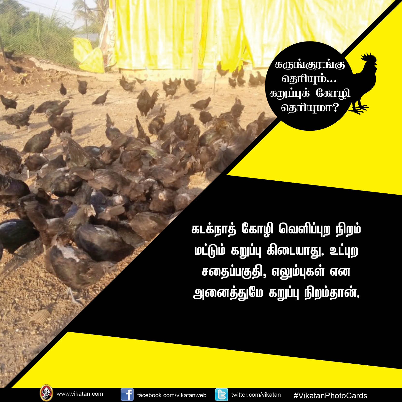 கருங்குரங்கு தெரியும்.. கறுப்புக் கோழி தெரியுமா? #VikatanPhotoCards கருங்குரங்கு தெரியும்.. கறுப்புக் கோழி தெரியுமா? #VikatanPhotoCards
