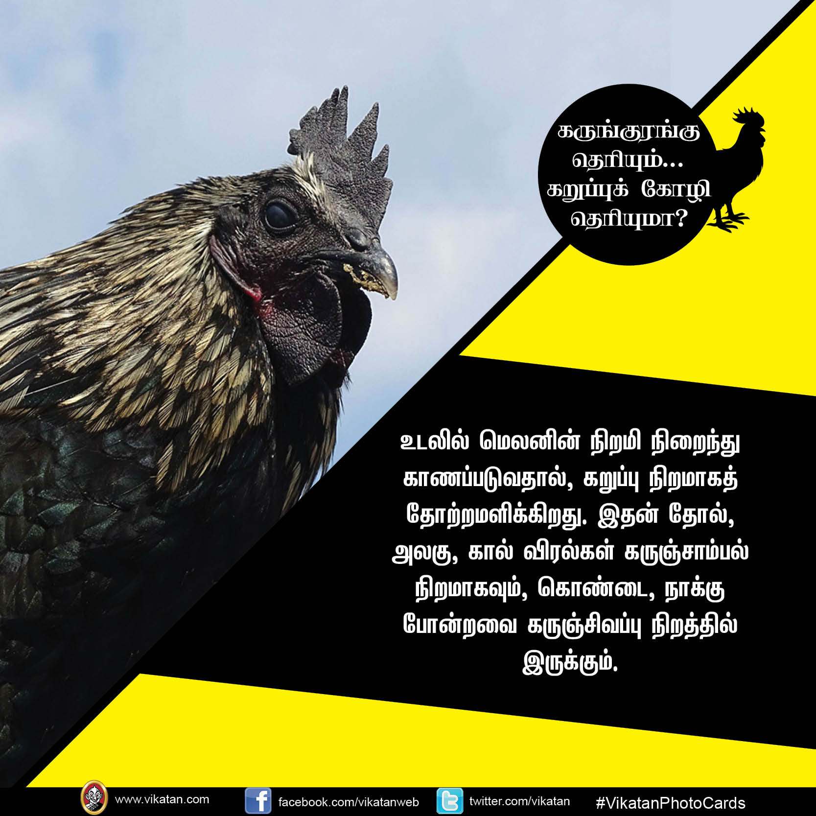 கருங்குரங்கு தெரியும்.. கறுப்புக் கோழி தெரியுமா? #VikatanPhotoCards கருங்குரங்கு தெரியும்.. கறுப்புக் கோழி தெரியுமா? #VikatanPhotoCards