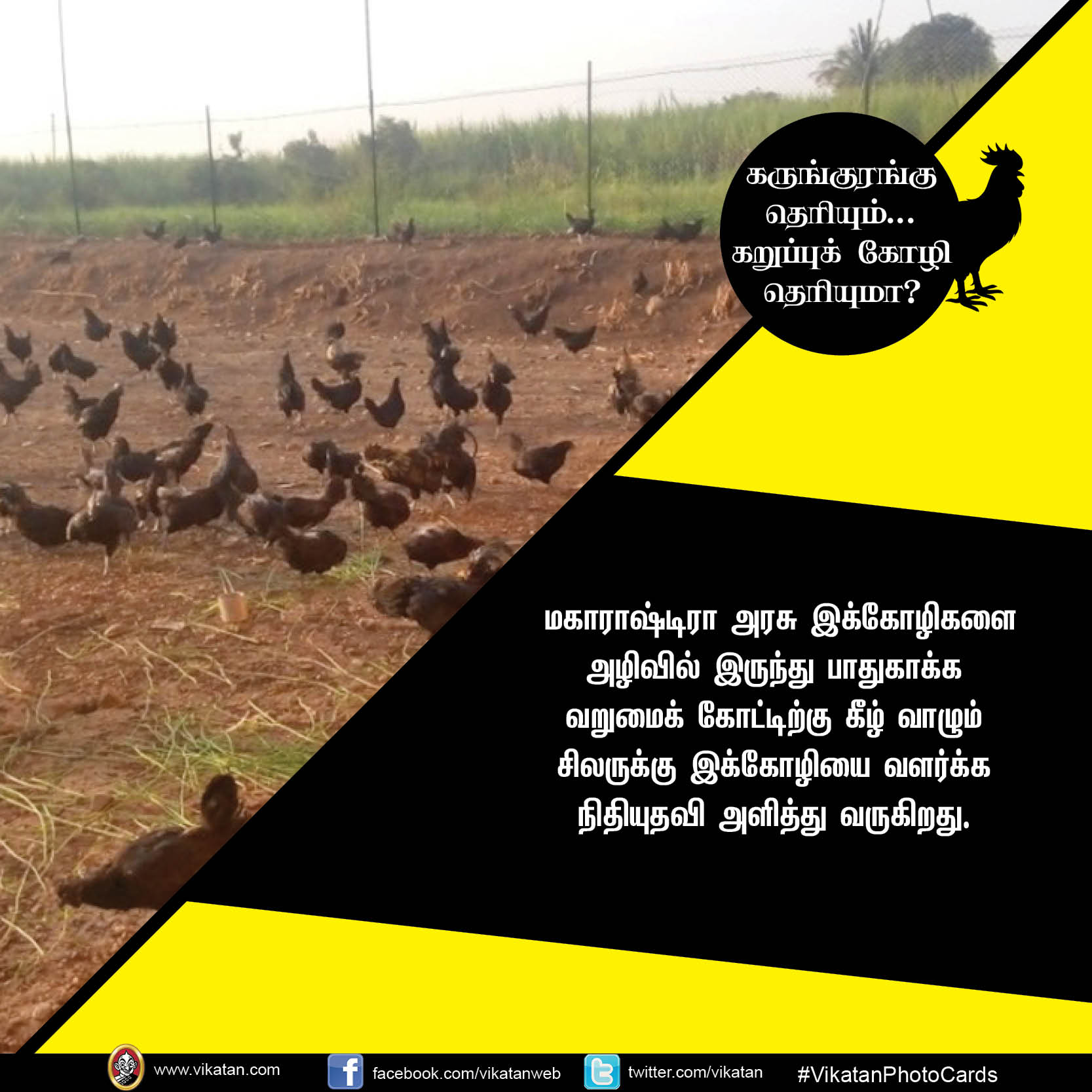 கருங்குரங்கு தெரியும்.. கறுப்புக் கோழி தெரியுமா? #VikatanPhotoCards கருங்குரங்கு தெரியும்.. கறுப்புக் கோழி தெரியுமா? #VikatanPhotoCards