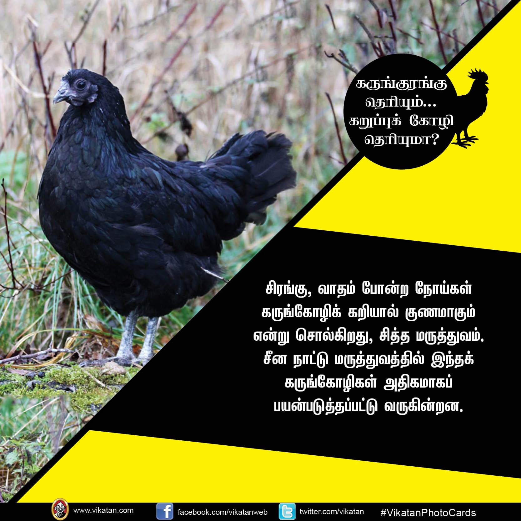 கருங்குரங்கு தெரியும்.. கறுப்புக் கோழி தெரியுமா? #VikatanPhotoCards கருங்குரங்கு தெரியும்.. கறுப்புக் கோழி தெரியுமா? #VikatanPhotoCards