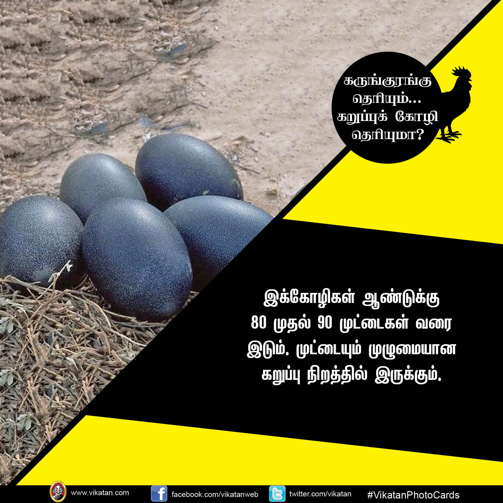 கருங்குரங்கு தெரியும்.. கறுப்புக் கோழி தெரியுமா? #VikatanPhotoCards கருங்குரங்கு தெரியும்.. கறுப்புக் கோழி தெரியுமா? #VikatanPhotoCards