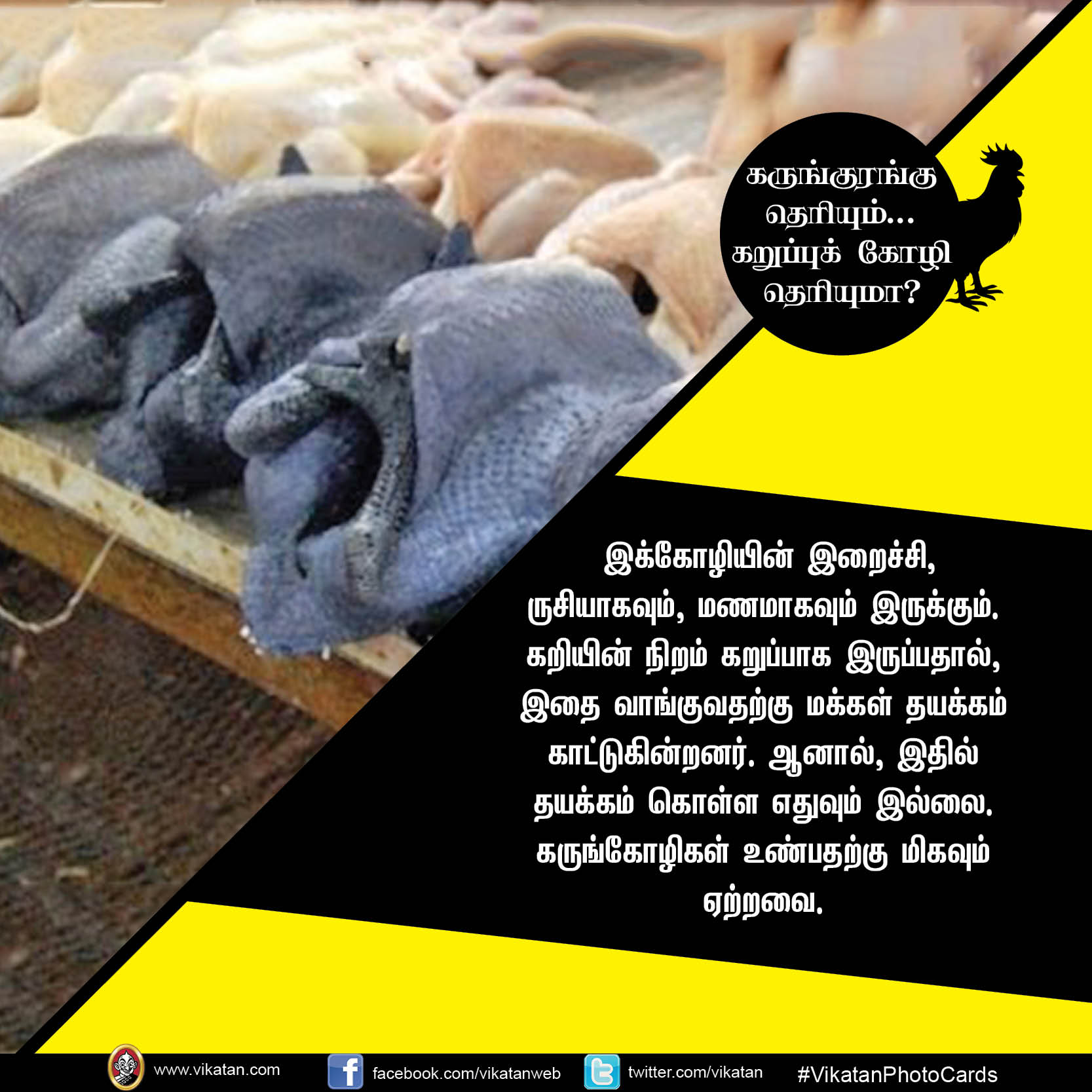 கருங்குரங்கு தெரியும்.. கறுப்புக் கோழி தெரியுமா? #VikatanPhotoCards கருங்குரங்கு தெரியும்.. கறுப்புக் கோழி தெரியுமா? #VikatanPhotoCards