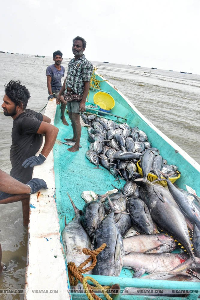 நாகை மாவட்டம் கோடியக்கரை கடல் பகுதியில் பிடிக்கப்பட்ட மீன்கள்! #spotvisit நாகை மாவட்டம் கோடியக்கரை கடல் பகுதியில் பிடிக்கப்பட்ட மீன்கள்! #spotvisit