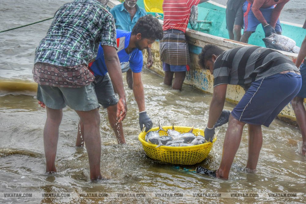 நாகை மாவட்டம் கோடியக்கரை கடல் பகுதியில் பிடிக்கப்பட்ட மீன்கள்! #spotvisit நாகை மாவட்டம் கோடியக்கரை கடல் பகுதியில் பிடிக்கப்பட்ட மீன்கள்! #spotvisit