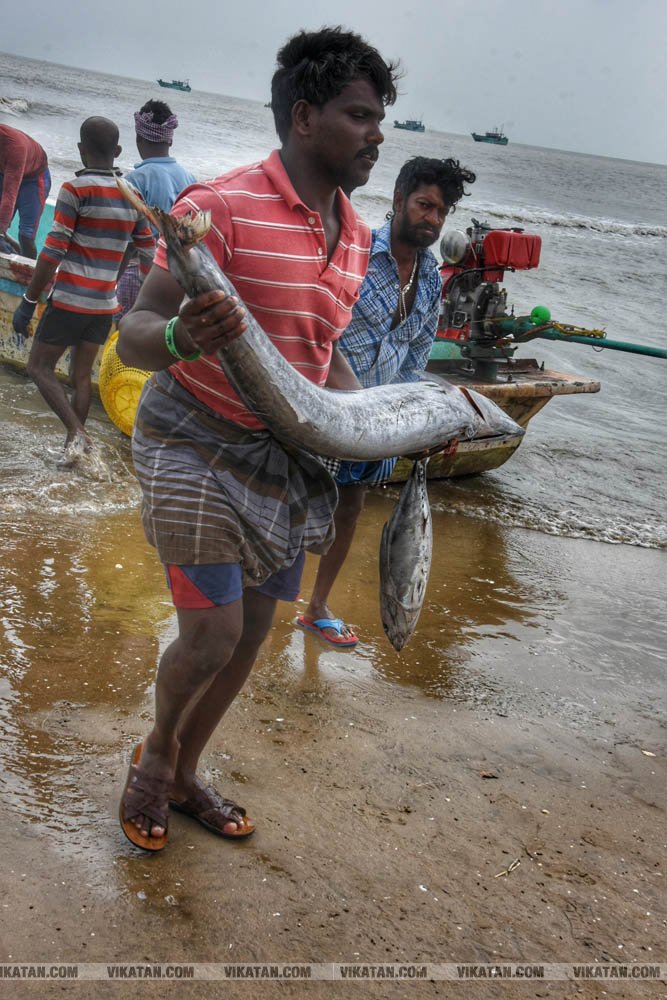 நாகை மாவட்டம் கோடியக்கரை கடல் பகுதியில் பிடிக்கப்பட்ட மீன்கள்! #spotvisit நாகை மாவட்டம் கோடியக்கரை கடல் பகுதியில் பிடிக்கப்பட்ட மீன்கள்! #spotvisit