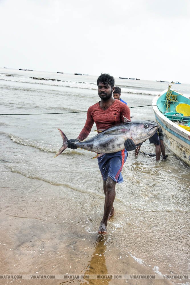 நாகை மாவட்டம் கோடியக்கரை கடல் பகுதியில் பிடிக்கப்பட்ட மீன்கள்! #spotvisit நாகை மாவட்டம் கோடியக்கரை கடல் பகுதியில் பிடிக்கப்பட்ட மீன்கள்! #spotvisit