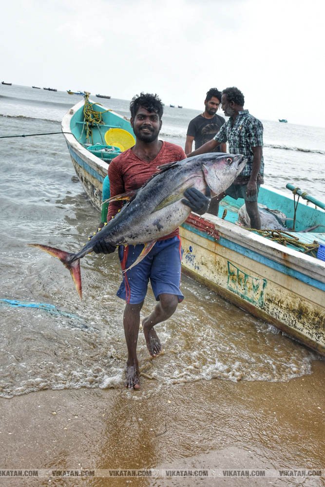 நாகை மாவட்டம் கோடியக்கரை கடல் பகுதியில் பிடிக்கப்பட்ட மீன்கள்! #spotvisit நாகை மாவட்டம் கோடியக்கரை கடல் பகுதியில் பிடிக்கப்பட்ட மீன்கள்! #spotvisit