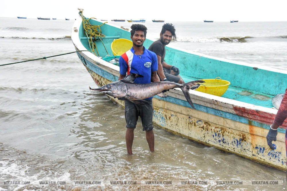 நாகை மாவட்டம் கோடியக்கரை கடல் பகுதியில் பிடிக்கப்பட்ட மீன்கள்! #spotvisit நாகை மாவட்டம் கோடியக்கரை கடல் பகுதியில் பிடிக்கப்பட்ட மீன்கள்! #spotvisit
