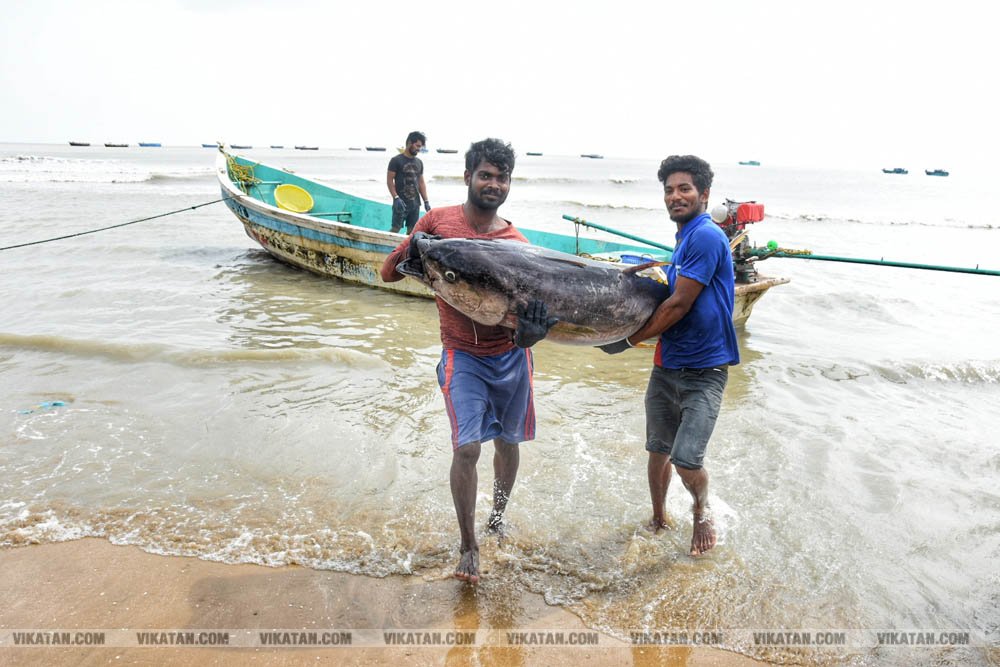 நாகை மாவட்டம் கோடியக்கரை கடல் பகுதியில் பிடிக்கப்பட்ட மீன்கள்! #spotvisit நாகை மாவட்டம் கோடியக்கரை கடல் பகுதியில் பிடிக்கப்பட்ட மீன்கள்! #spotvisit