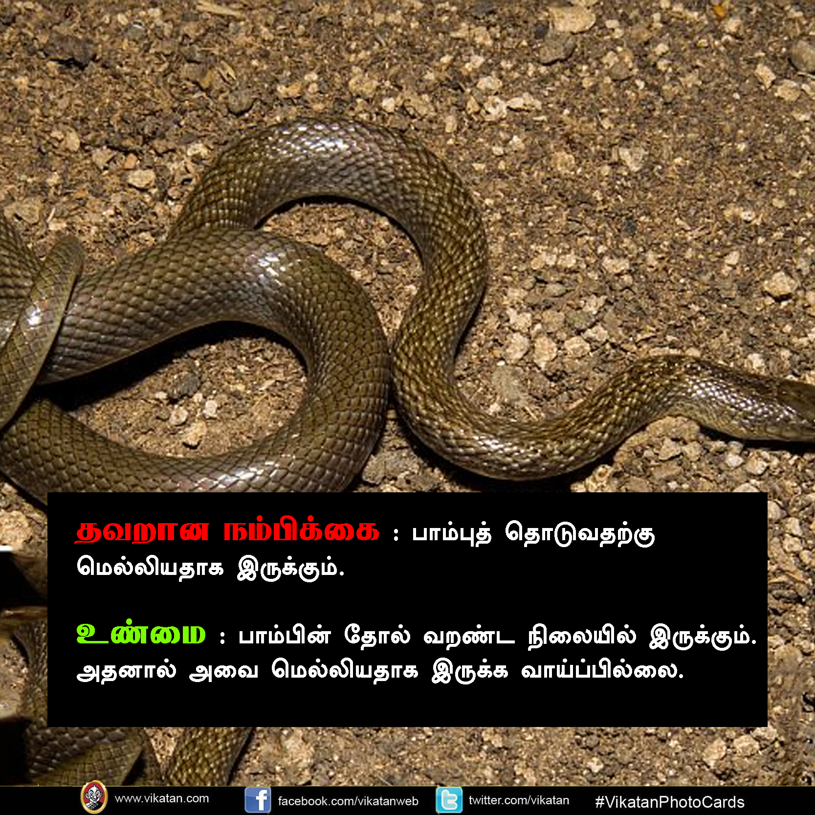 பாலும் குடிக்காது; முட்டையும் பிடிக்காது... பாம்பு குறித்த வதந்திகள்! #VikatanPhotoCards பாலும் குடிக்காது; முட்டையும் பிடிக்காது... பாம்பு குறித்த வதந்திகள்! #VikatanPhotoCards