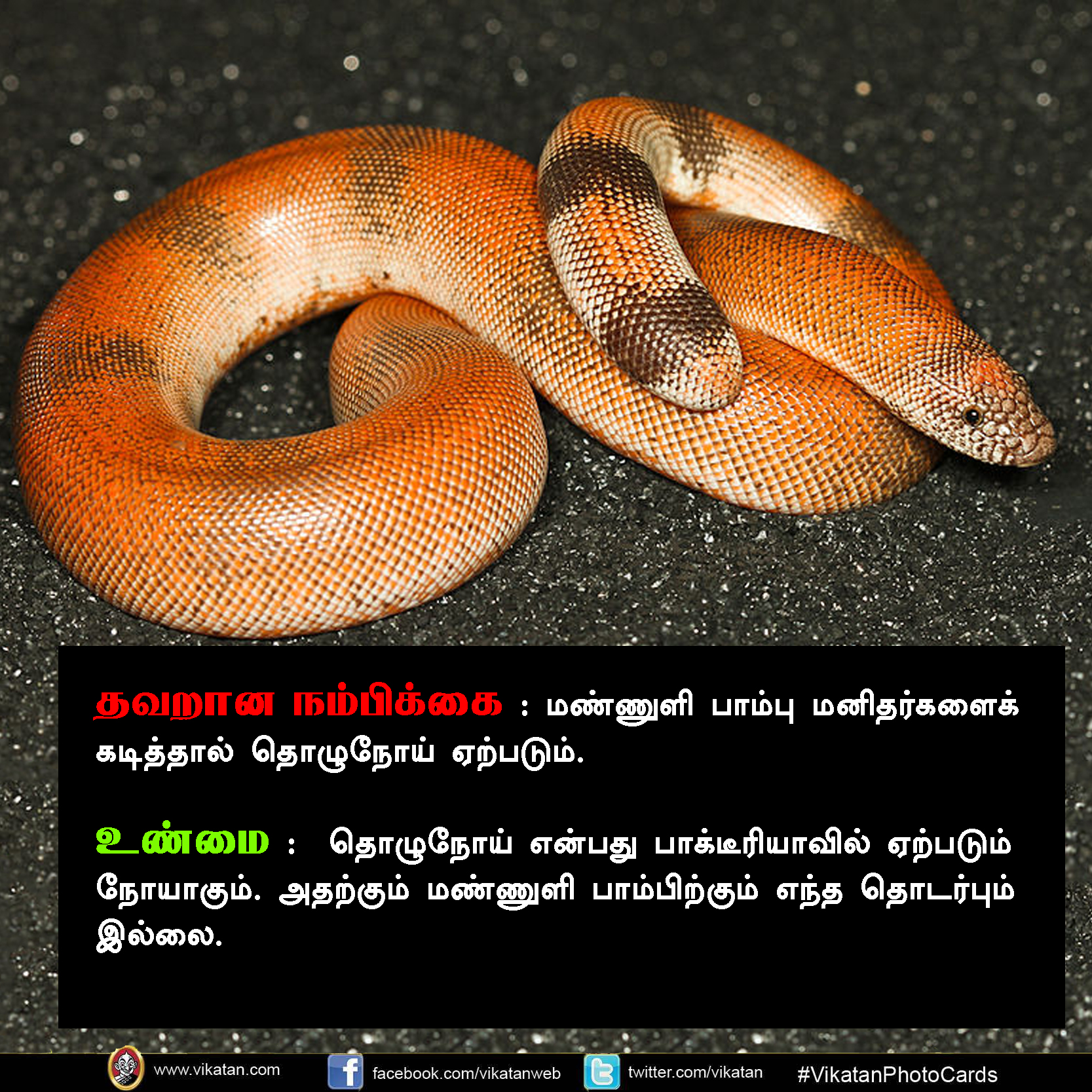 பாலும் குடிக்காது; முட்டையும் பிடிக்காது... பாம்பு குறித்த வதந்திகள்! #VikatanPhotoCards பாலும் குடிக்காது; முட்டையும் பிடிக்காது... பாம்பு குறித்த வதந்திகள்! #VikatanPhotoCards