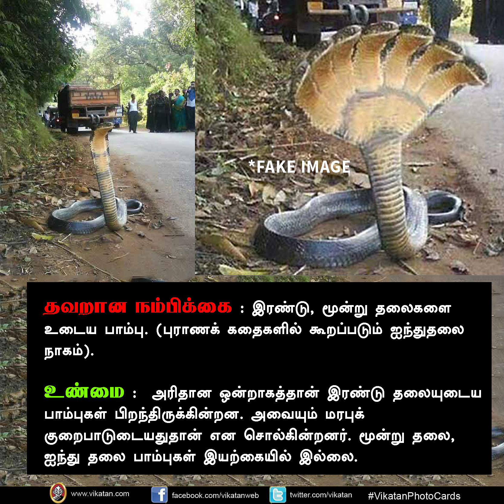 பாலும் குடிக்காது; முட்டையும் பிடிக்காது... பாம்பு குறித்த வதந்திகள்! #VikatanPhotoCards பாலும் குடிக்காது; முட்டையும் பிடிக்காது... பாம்பு குறித்த வதந்திகள்! #VikatanPhotoCards