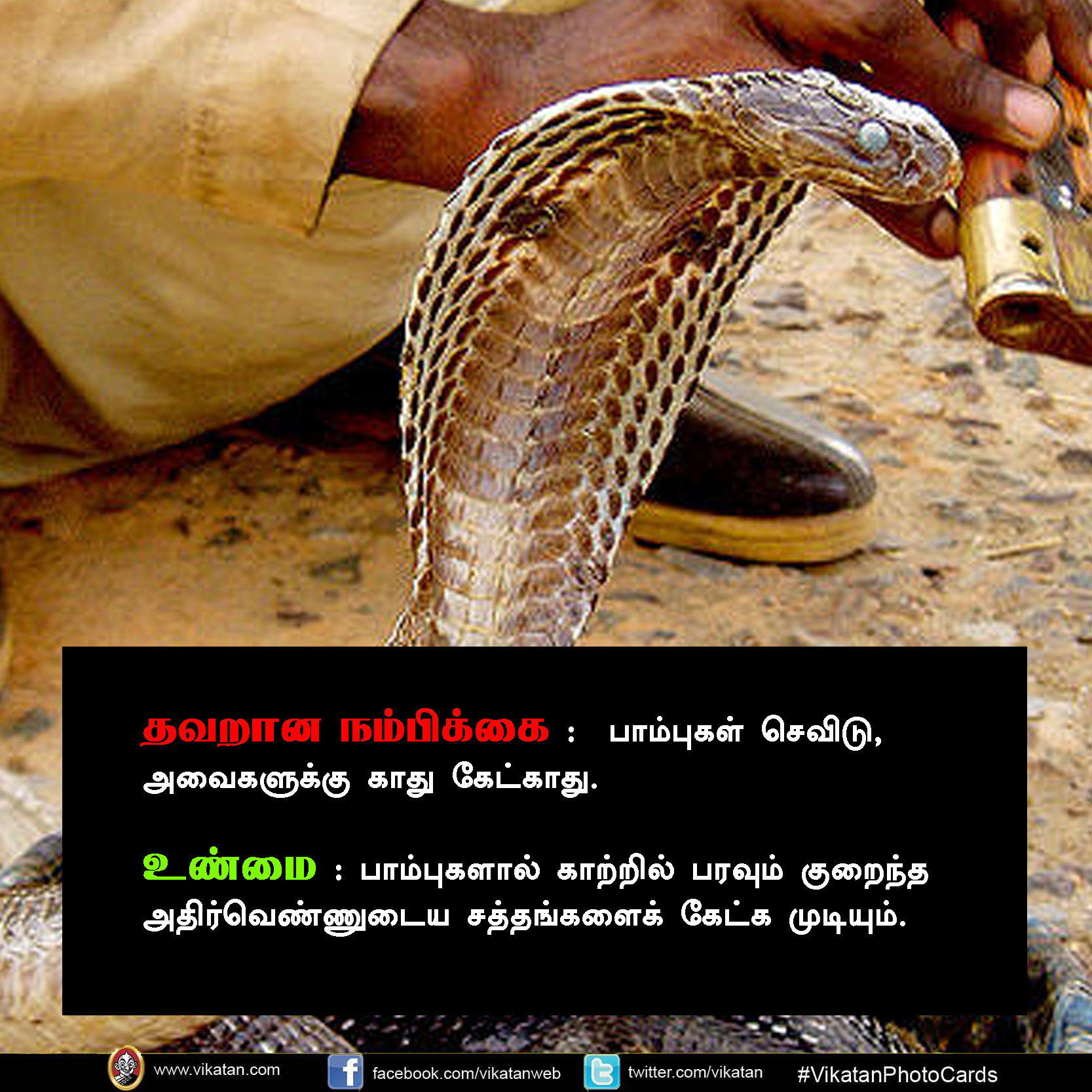 பாலும் குடிக்காது; முட்டையும் பிடிக்காது... பாம்பு குறித்த வதந்திகள்! #VikatanPhotoCards பாலும் குடிக்காது; முட்டையும் பிடிக்காது... பாம்பு குறித்த வதந்திகள்! #VikatanPhotoCards