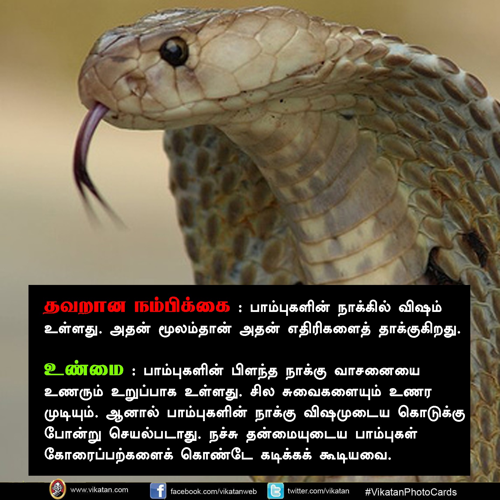 பாலும் குடிக்காது; முட்டையும் பிடிக்காது... பாம்பு குறித்த வதந்திகள்! #VikatanPhotoCards பாலும் குடிக்காது; முட்டையும் பிடிக்காது... பாம்பு குறித்த வதந்திகள்! #VikatanPhotoCards
