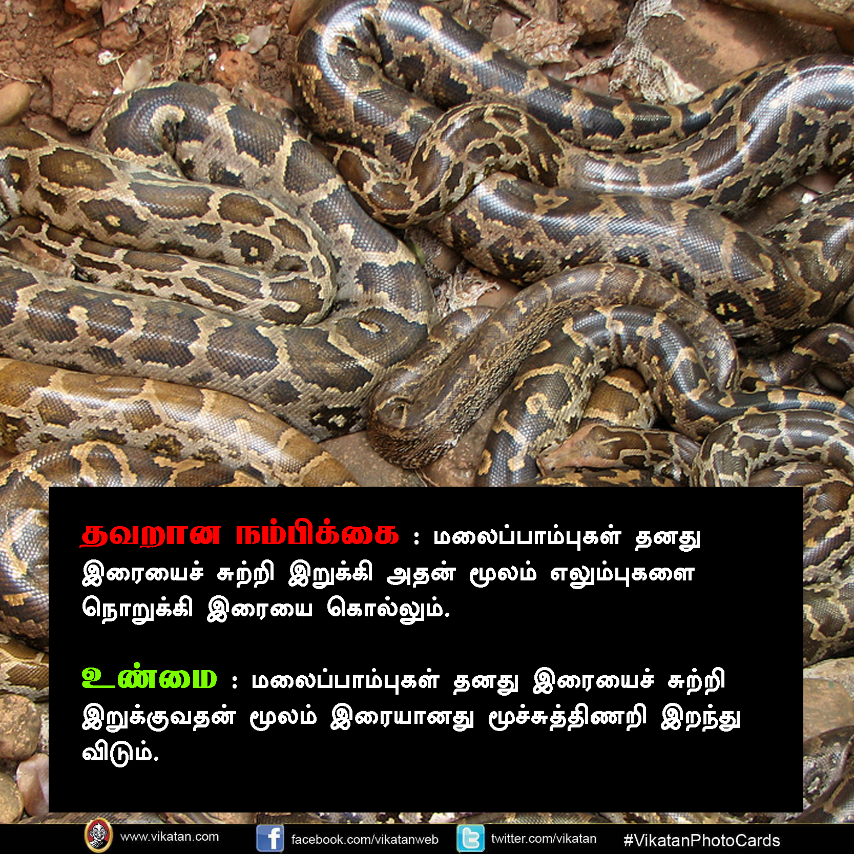 பாலும் குடிக்காது; முட்டையும் பிடிக்காது... பாம்பு குறித்த வதந்திகள்! #VikatanPhotoCards பாலும் குடிக்காது; முட்டையும் பிடிக்காது... பாம்பு குறித்த வதந்திகள்! #VikatanPhotoCards
