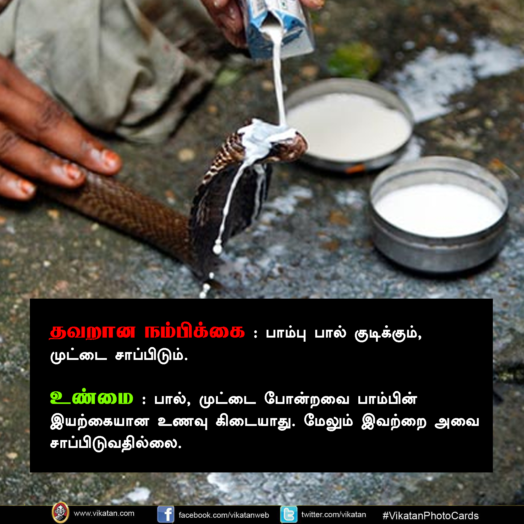 பாலும் குடிக்காது; முட்டையும் பிடிக்காது... பாம்பு குறித்த வதந்திகள்! #VikatanPhotoCards பாலும் குடிக்காது; முட்டையும் பிடிக்காது... பாம்பு குறித்த வதந்திகள்! #VikatanPhotoCards