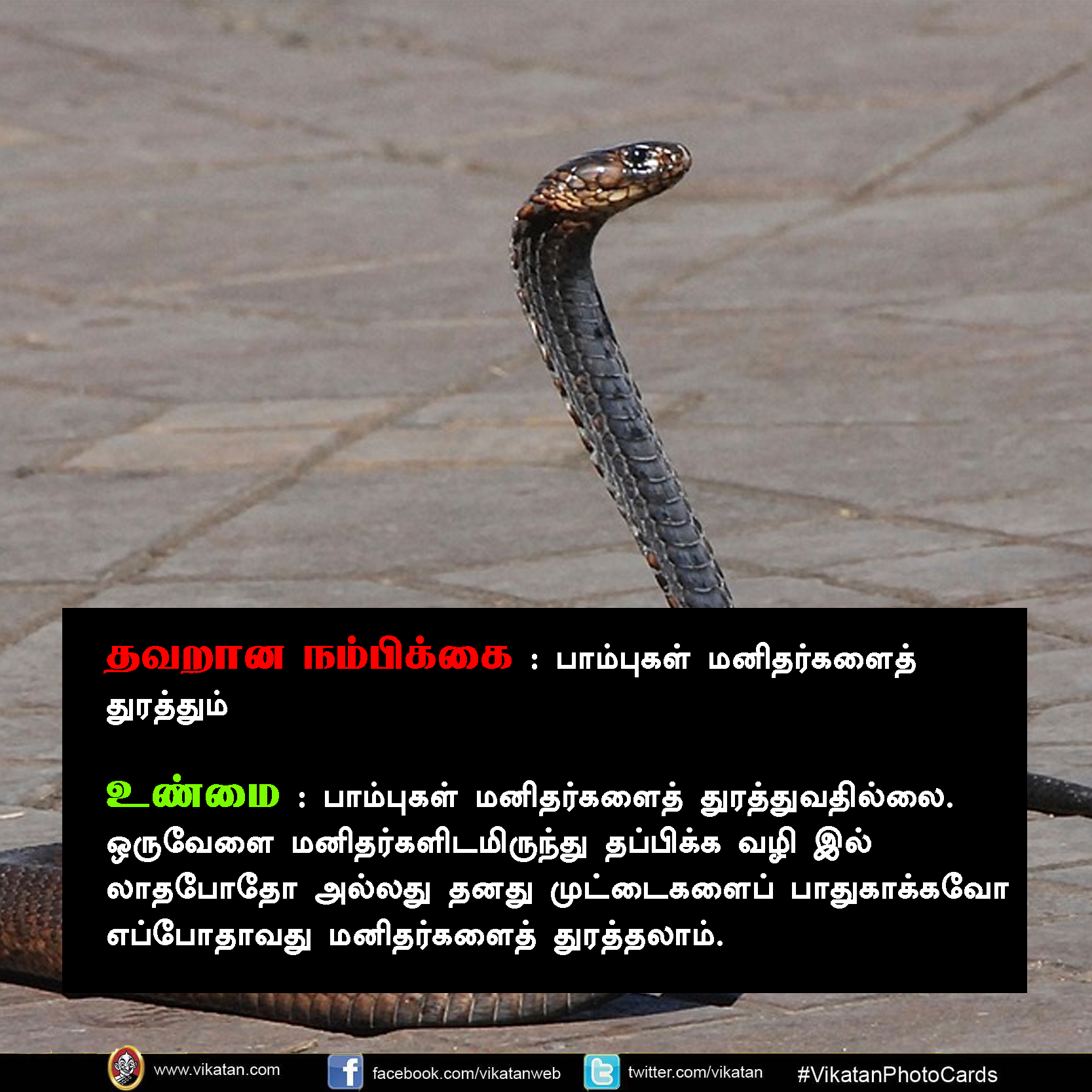 பாலும் குடிக்காது; முட்டையும் பிடிக்காது... பாம்பு குறித்த வதந்திகள்! #VikatanPhotoCards பாலும் குடிக்காது; முட்டையும் பிடிக்காது... பாம்பு குறித்த வதந்திகள்! #VikatanPhotoCards
