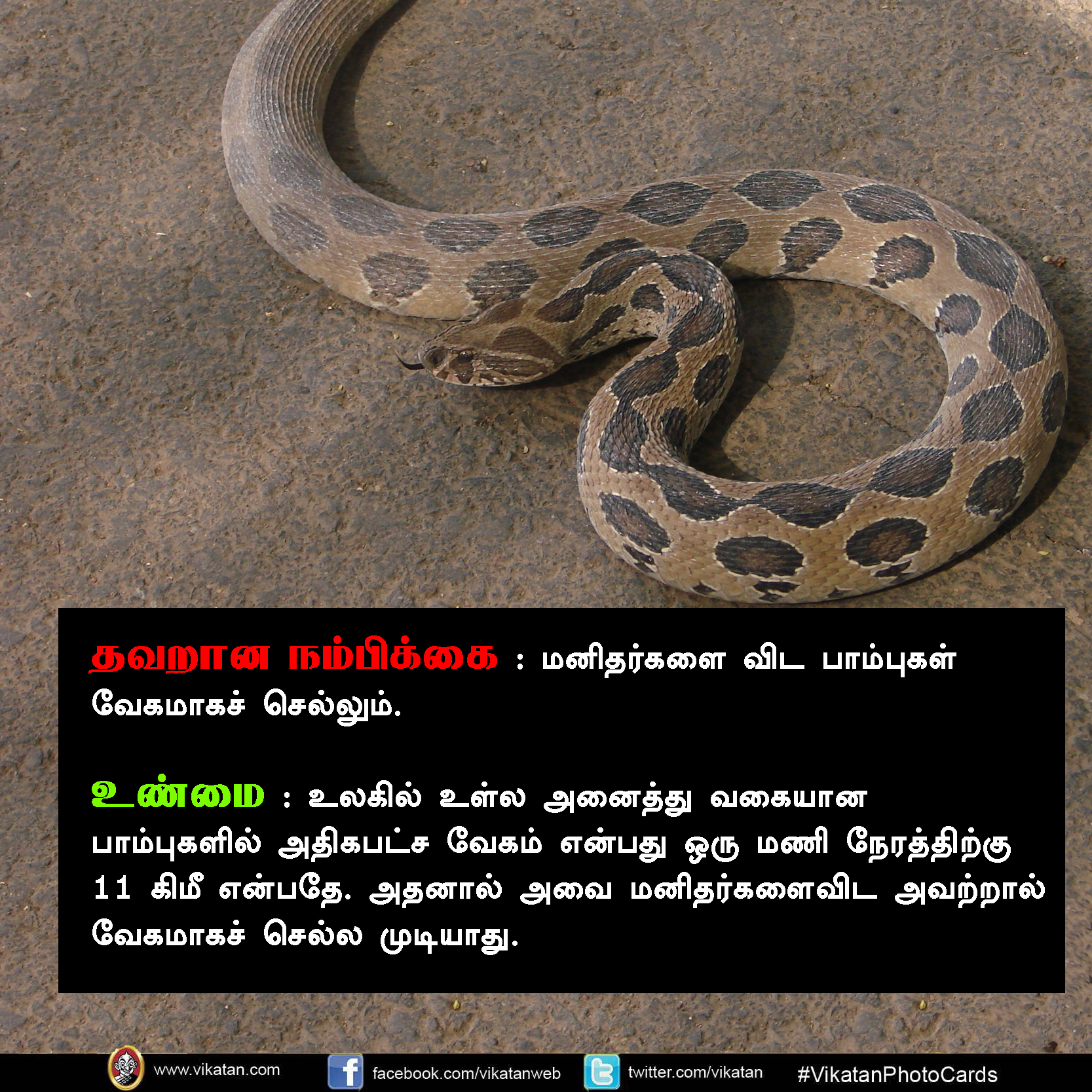 பாலும் குடிக்காது; முட்டையும் பிடிக்காது... பாம்பு குறித்த வதந்திகள்! #VikatanPhotoCards பாலும் குடிக்காது; முட்டையும் பிடிக்காது... பாம்பு குறித்த வதந்திகள்! #VikatanPhotoCards