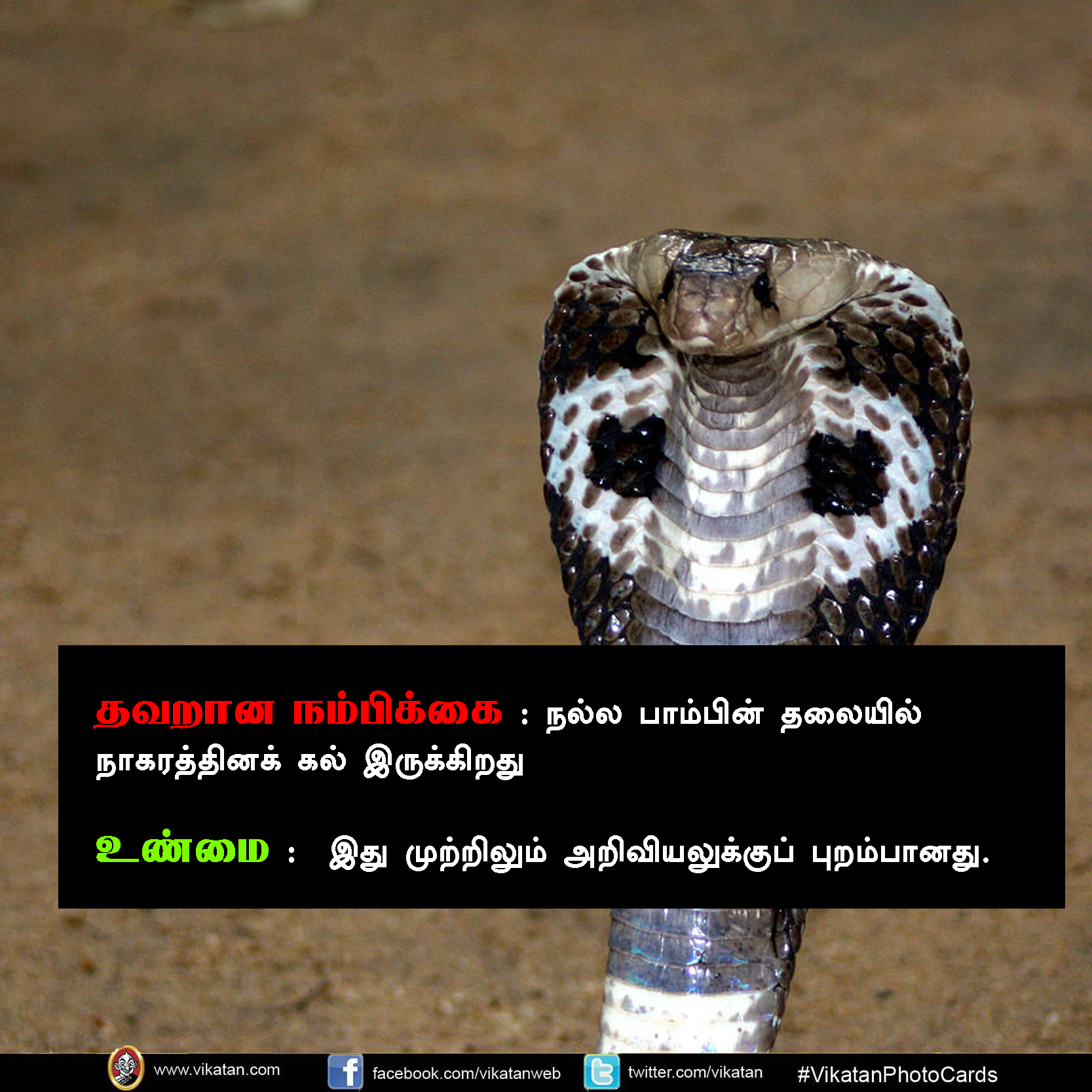 பாலும் குடிக்காது; முட்டையும் பிடிக்காது... பாம்பு குறித்த வதந்திகள்! #VikatanPhotoCards பாலும் குடிக்காது; முட்டையும் பிடிக்காது... பாம்பு குறித்த வதந்திகள்! #VikatanPhotoCards